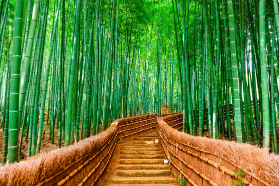 Diapositiva 21 de 31: Bosque de bambú
