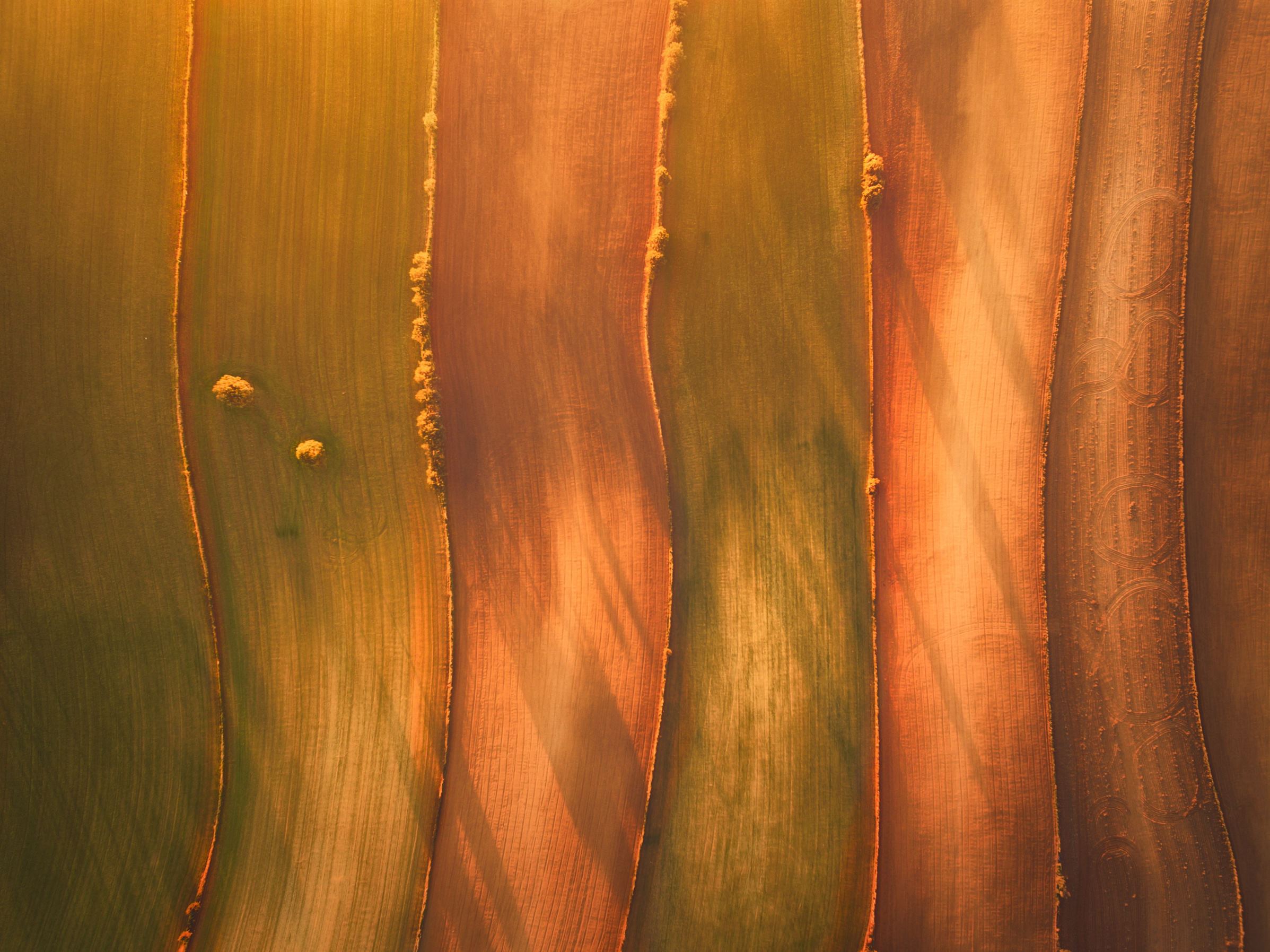 Slide 35 of 41: *Full story: https://www.rexfeatures.com/nanolink/tc4e A photographer used a drone to capture these stunning images of patterned landscapes from the sky which show the vivid colours of fields below. Javier del Cerro, 21, flew the unmanned aircraft almost 400 feet above the Spanish countryside to highlight its hidden beauty. The landscape photographer, who currently lives in Madrid, took pictures of various adjoining fields in and around his former home city of Toledo, Spain, which includes land containing pine trees and pea plants. It shows how the land is divided up by farmers - some in perfect lines, and others in more of a curved formation.