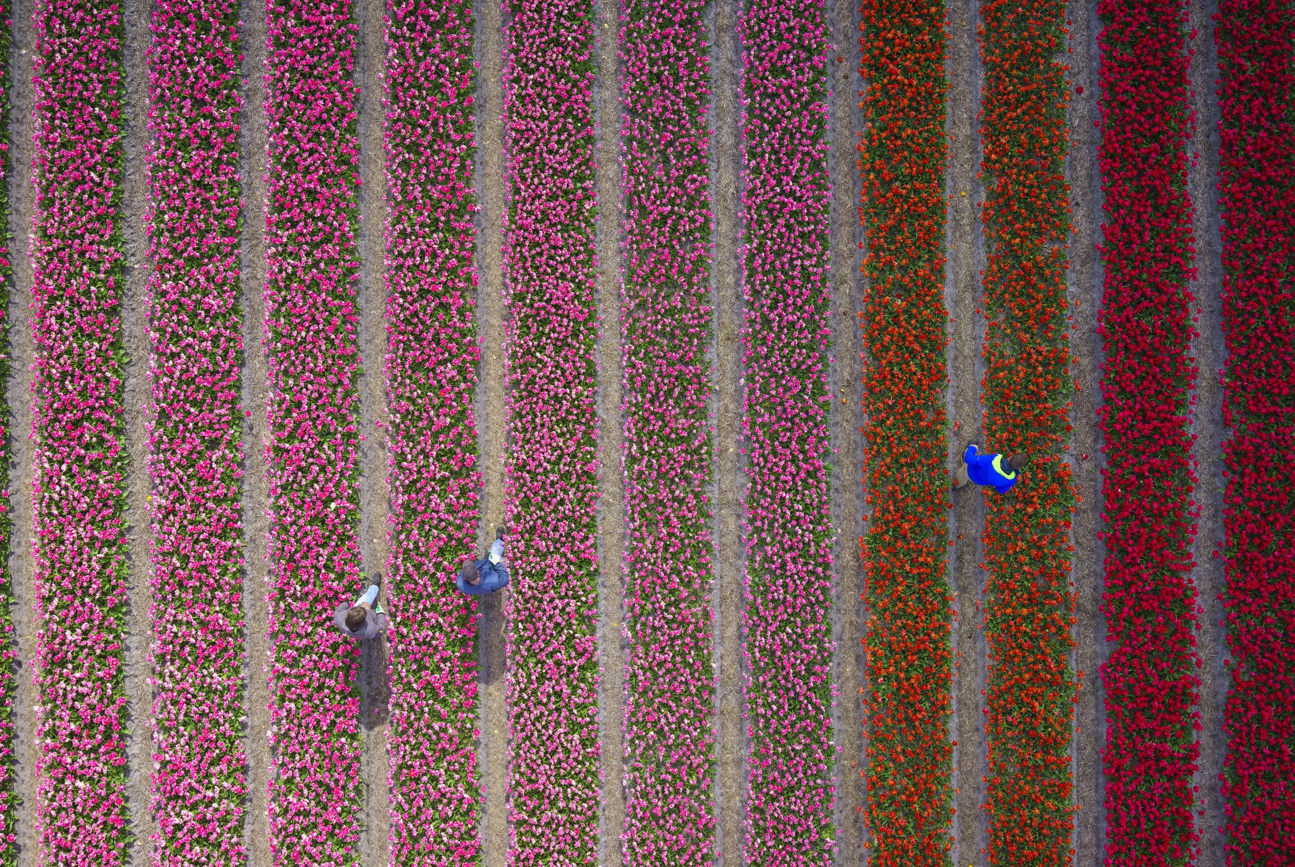 Slide 50 of 100: A photographer has shot a series of stunning aerial photographs of the tulip fields in the Netherlands using a drone. The photos reveal striped fields of red, yellow, purple, black and blue tulips. Meanwhile, large areas of hyacinths can be seen draped around the surrounding areas. Swedish-based photographer Anders Andersson, 42, said: "My idea was to create abstract patterns of colour, something like the Dutch artist Mondrian did with a paint brush." Anders used Google Earth to scan the Netherlands in order to find the right location to shoot the Tulip Field series. He settled on the 'tulip-mania district' near Sassenheim, Netherlands. He had to time the project carefully to ensure the flowers were in full-bloom, whilst ensuring they had not yet been cut and sold. Anders subscribed to a Dutch tulip newsletters and anxiously waited for the right moment.