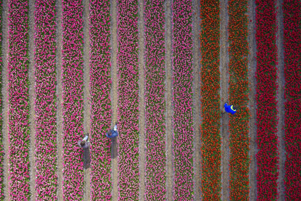 ÎÎ¹Î±ÏÎ¬Î½ÎµÎ¹Î± 50 Î±ÏÏ 100: A photographer has shot a series of stunning aerial photographs of the tulip fields in the Netherlands using a drone. The photos reveal striped fields of red, yellow, purple, black and blue tulips. Meanwhile, large areas of hyacinths can be seen draped around the surrounding areas. Swedish-based photographer Anders Andersson, 42, said: "My idea was to create abstract patterns of colour, something like the Dutch artist Mondrian did with a paint brush." Anders used Google Earth to scan the Netherlands in order to find the right location to shoot the Tulip Field series. He settled on the 'tulip-mania district' near Sassenheim, Netherlands. He had to time the project carefully to ensure the flowers were in full-bloom, whilst ensuring they had not yet been cut and sold. Anders subscribed to a Dutch tulip newsletters and anxiously waited for the right moment.