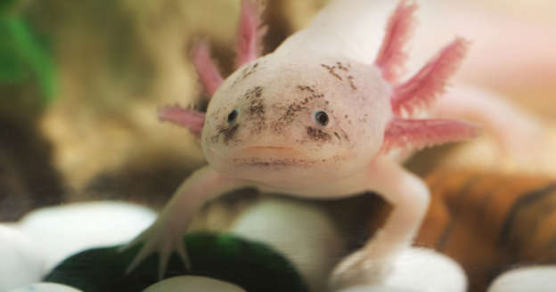Diapositiva 7 de 25: El axolote es una especie de salamandra endémica de México que, a diferencia de otros animales similares, no cambia su aspecto larval al llegar a la adultez. Un dato curioso y que tiene a los científicos interesados en la especie es su capacidad de regenerarse a sí mismos.