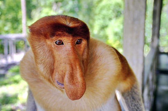 Diapositiva 15 de 25: Sin duda es un primate muy peculiar, su principal rasgo y que, por supuesto, es el mismo que le da su nombre, es su nariz pronunciada. Esta especie es endémica de la isla de Borneo en el sureste de Asia.