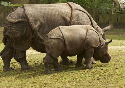Diapositiva 19 de 25: Como puedes apreciar, la piel del rinoceronte de Java tiene pliegues que le dan un aspecto como si fuera una armadura. Y, a diferencia de los rinocerontes africanos, el rinoceronte de Java sólo mide unos tres metros de largo, casi un metro menos que otras especies similares.