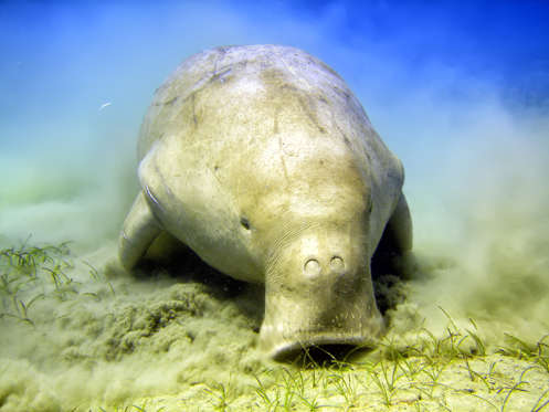 Diapositiva 6 de 25: El dugongo habita las aguas costeras cálidas que van de África Oriental hasta Australia y es una especie de vaca marina, pues pasa su vida pastando hierbas de mar con ese peculiar hocico que tiene.