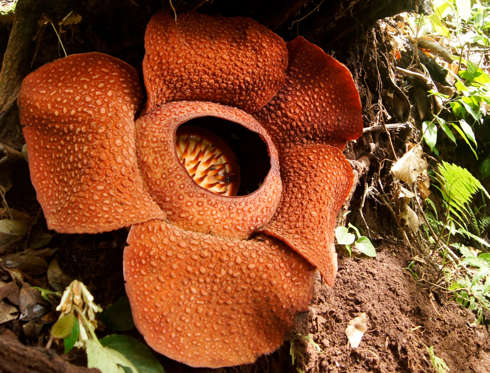 Diapositiva 19 de 23: Rafflesia Arnoldii