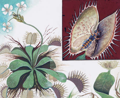 Diapositiva 14 de 23: Dionaea muscipula