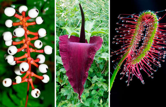 Diapositiva 1 de 23: Las plantas más extrañas del mundo
