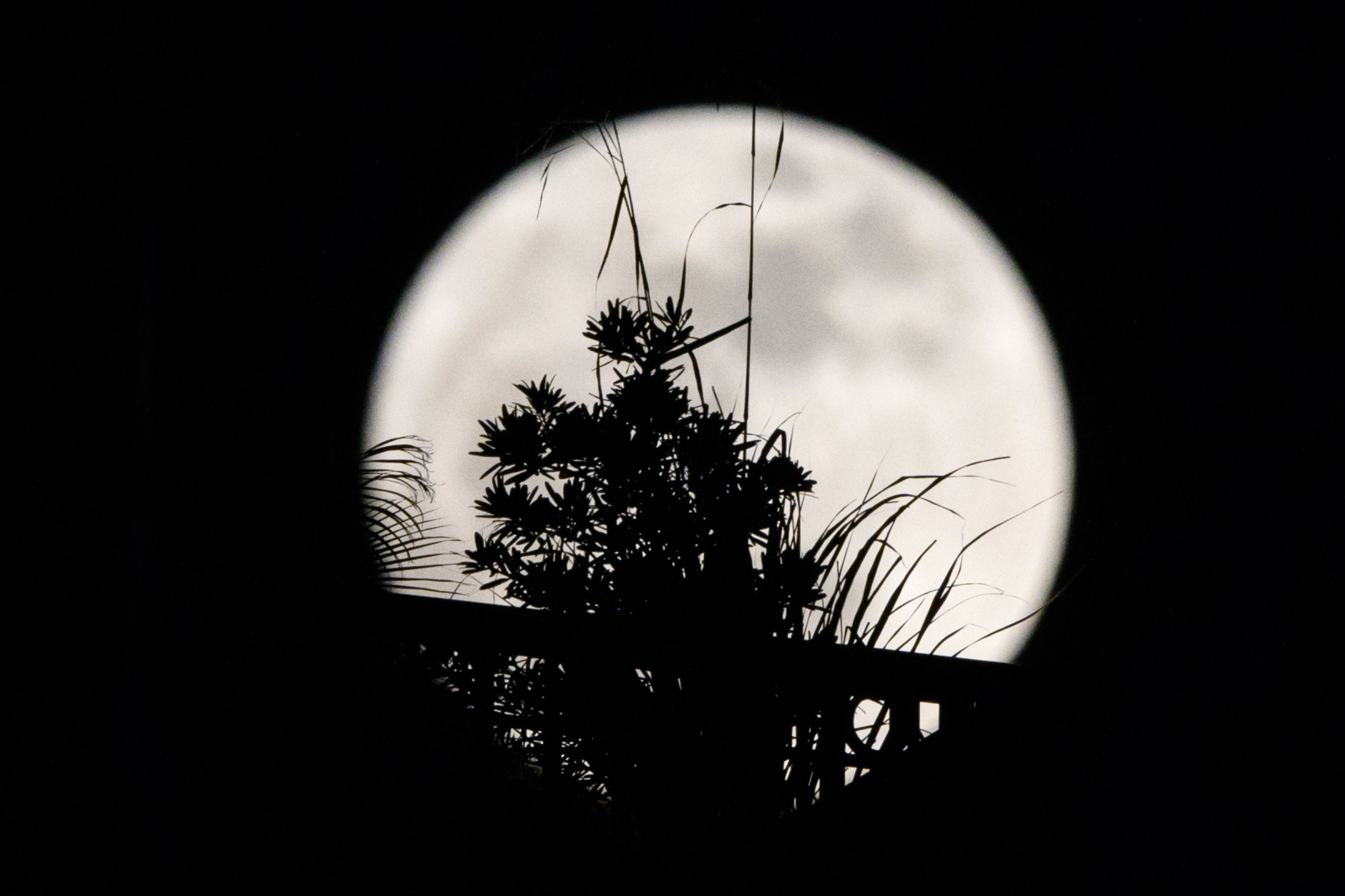 Slide 4 de 31: CAPTION: A 'supermoon' is seen behind plants on a balcony of a residential block in Hong Kong on December 3, 2017. The lunar phenomenon occurs when a full moon is at its closest point to earth. / AFP PHOTO / Anthony WALLACE (Photo credit should read ANTHONY WALLACE/AFP/Getty Images)