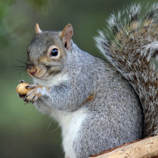 Image result for squirrels eating