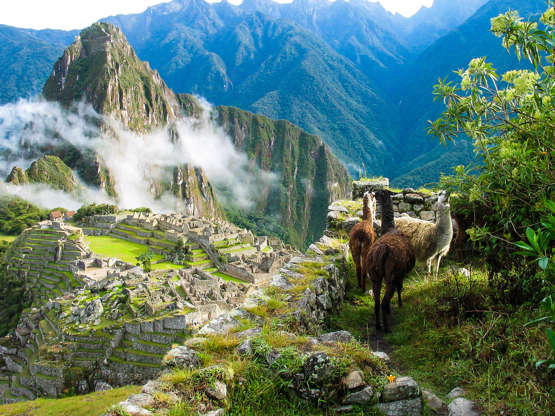 ÎÎ¹Î±ÏÎ¬Î½ÎµÎ¹Î± 23 Î±ÏÏ 51: Llamas watch the morning mist rise over the ancient Inca fortress and sloping stone terraces of Machu Picchu with Huana Picchu in background.