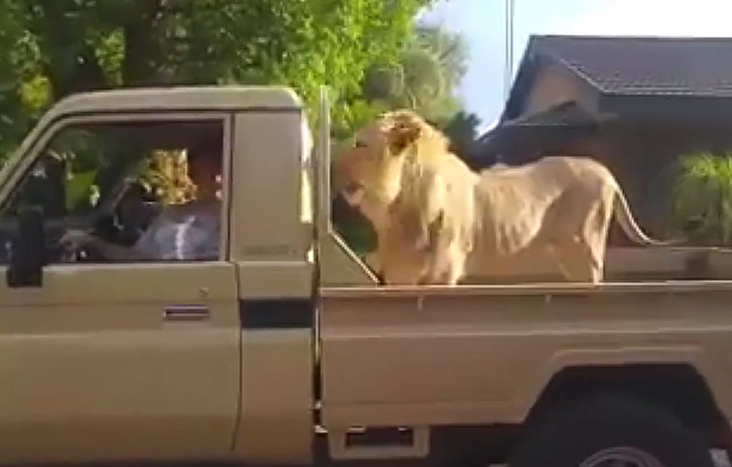 SA farmers use lions as security guards