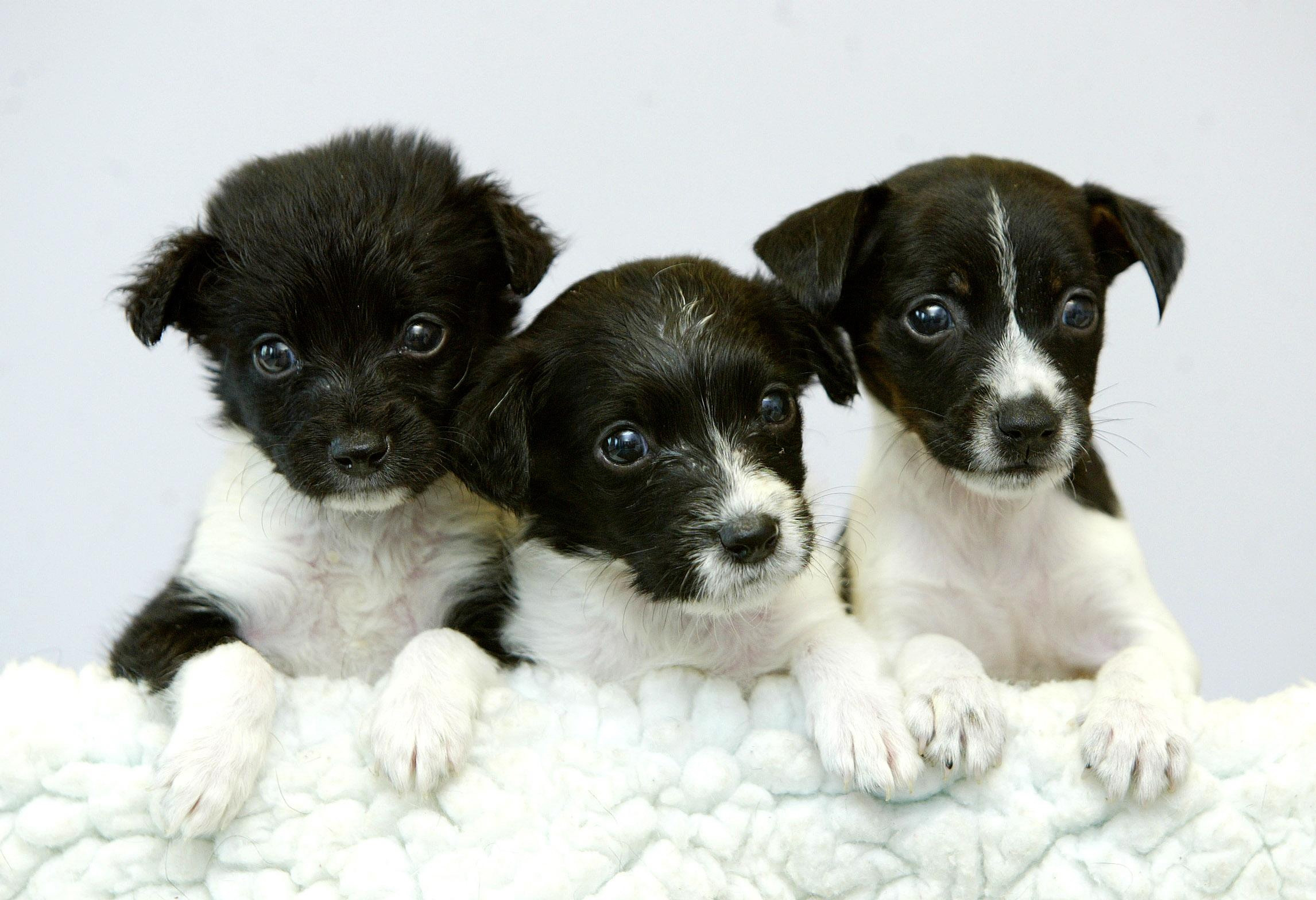まるで動くぬいぐるみ 可愛すぎる子犬の写真集100選