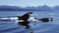 Killer whales photographed in Icy Strait, Southeast Alaska, USA.