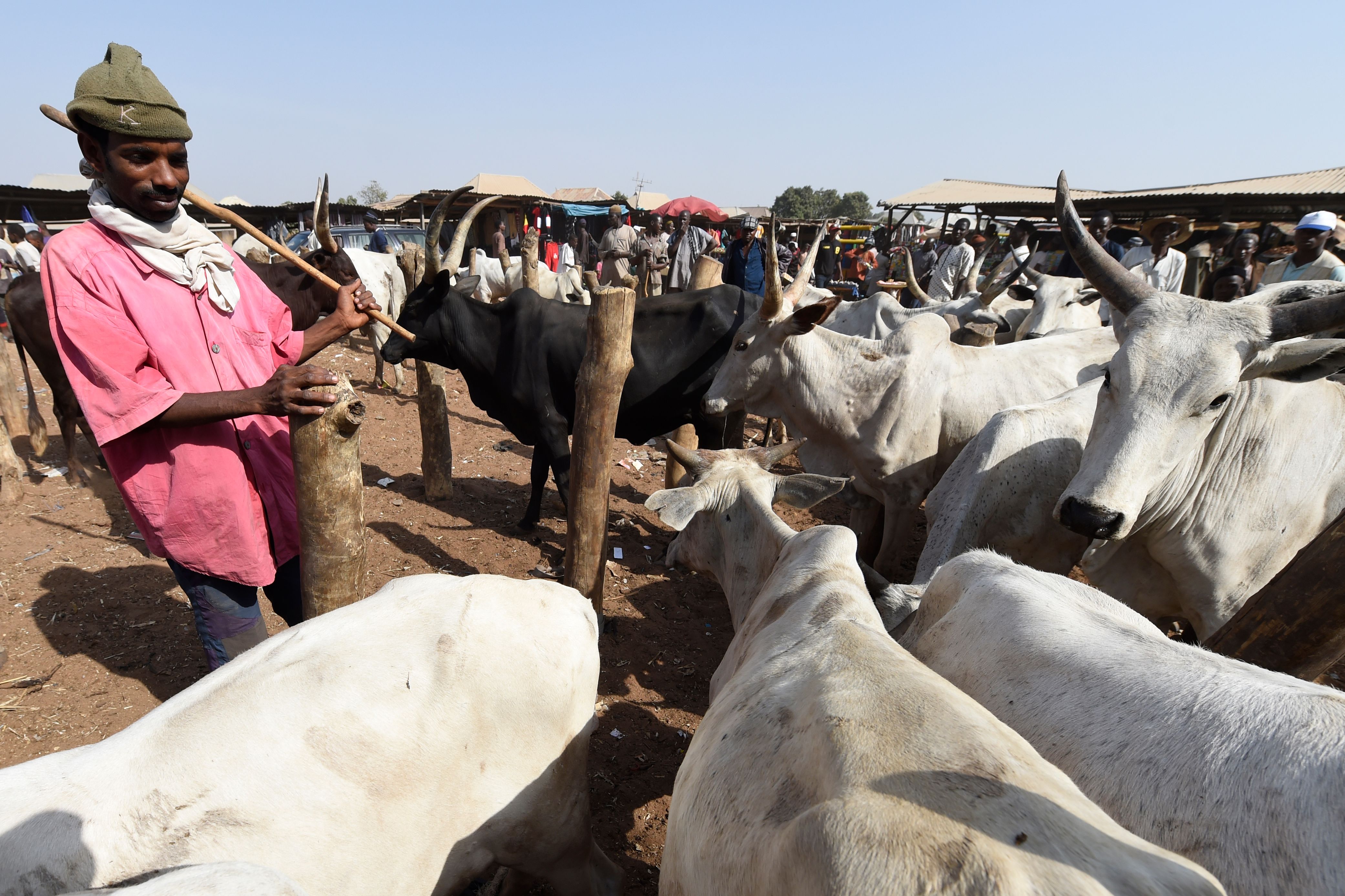 A herdsman stands beside herds at a cattle market in Lafia capital of Nasarawa State, northcentral Nigeria on January 4, 2018.
