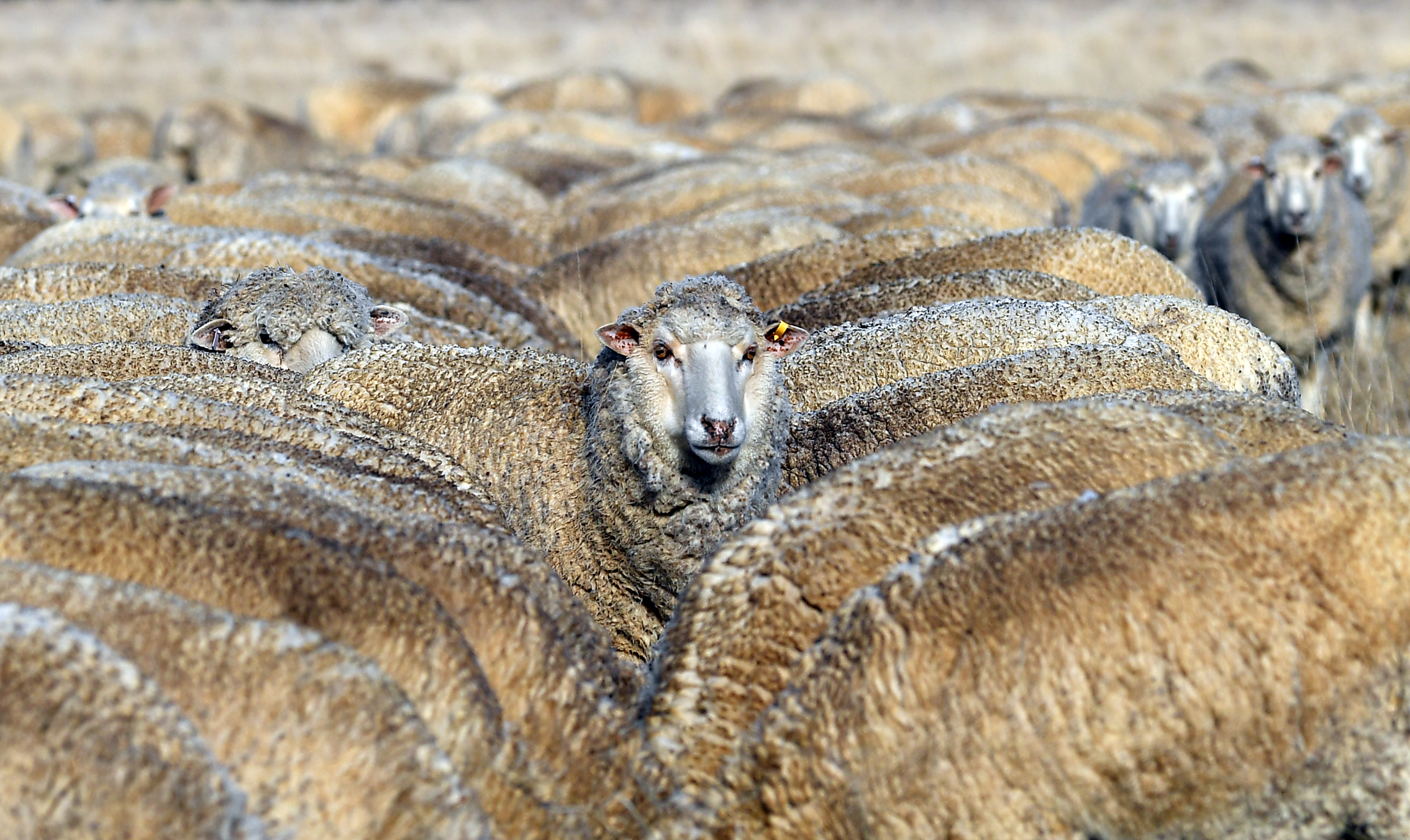 Slide 21 de 33: This photo taken on August 7, 2018 shows sheep feeding on cottonseed on a dry paddock in the drought-hit area of Duri in New South Wales. - A crippling drought is ravaging parts of Australia, decimating herds and putting desperate farmers under intense financial and emotional strain, with little relief in sight. (Photo by SAEED KHAN / AFP) / TO GO WITH Australia-weather-drought-environment-climate.