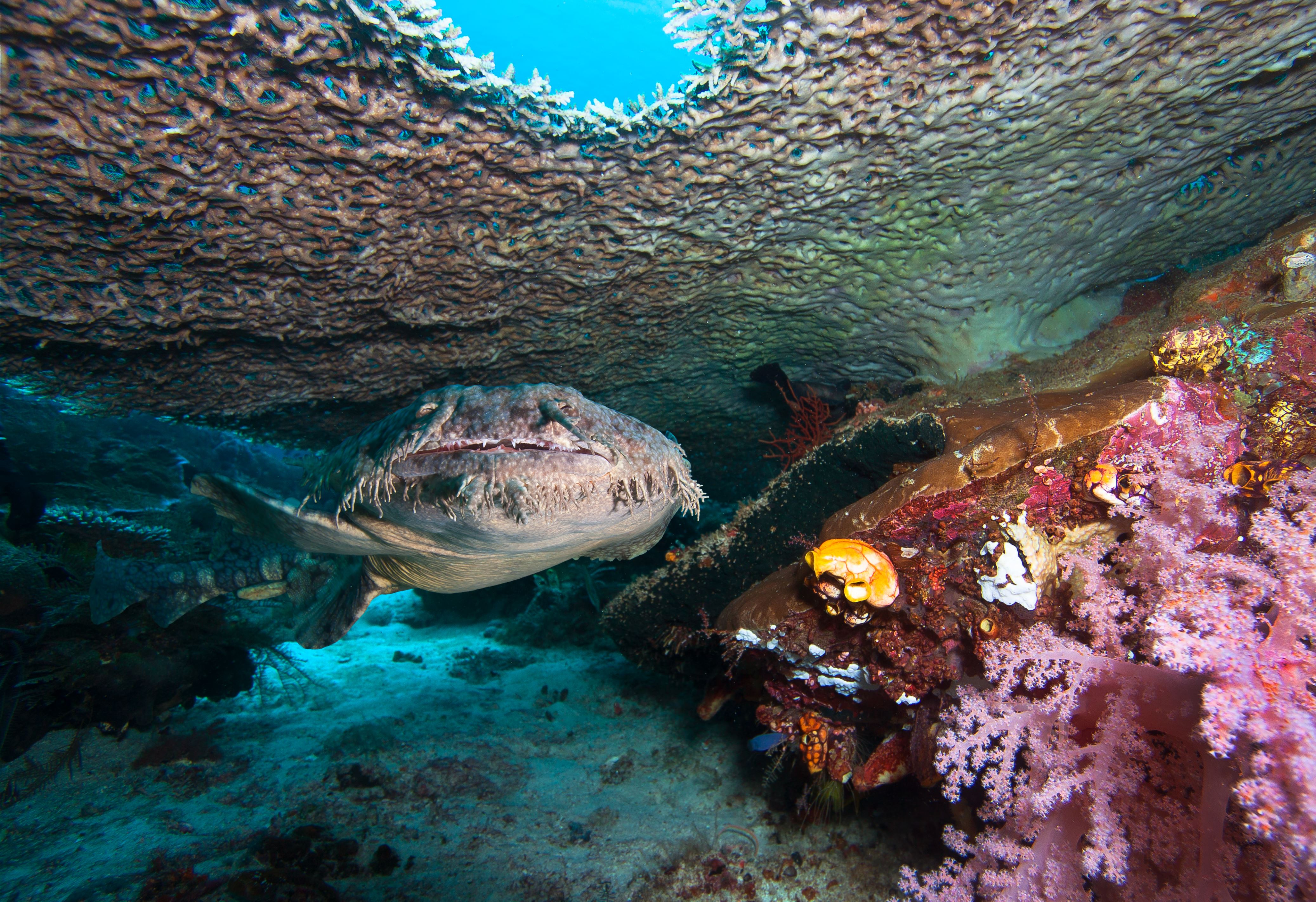 Slajd 20 z 21: A Tasseled wobbegong shark under hard coral in Raja Ampat, Indonesia