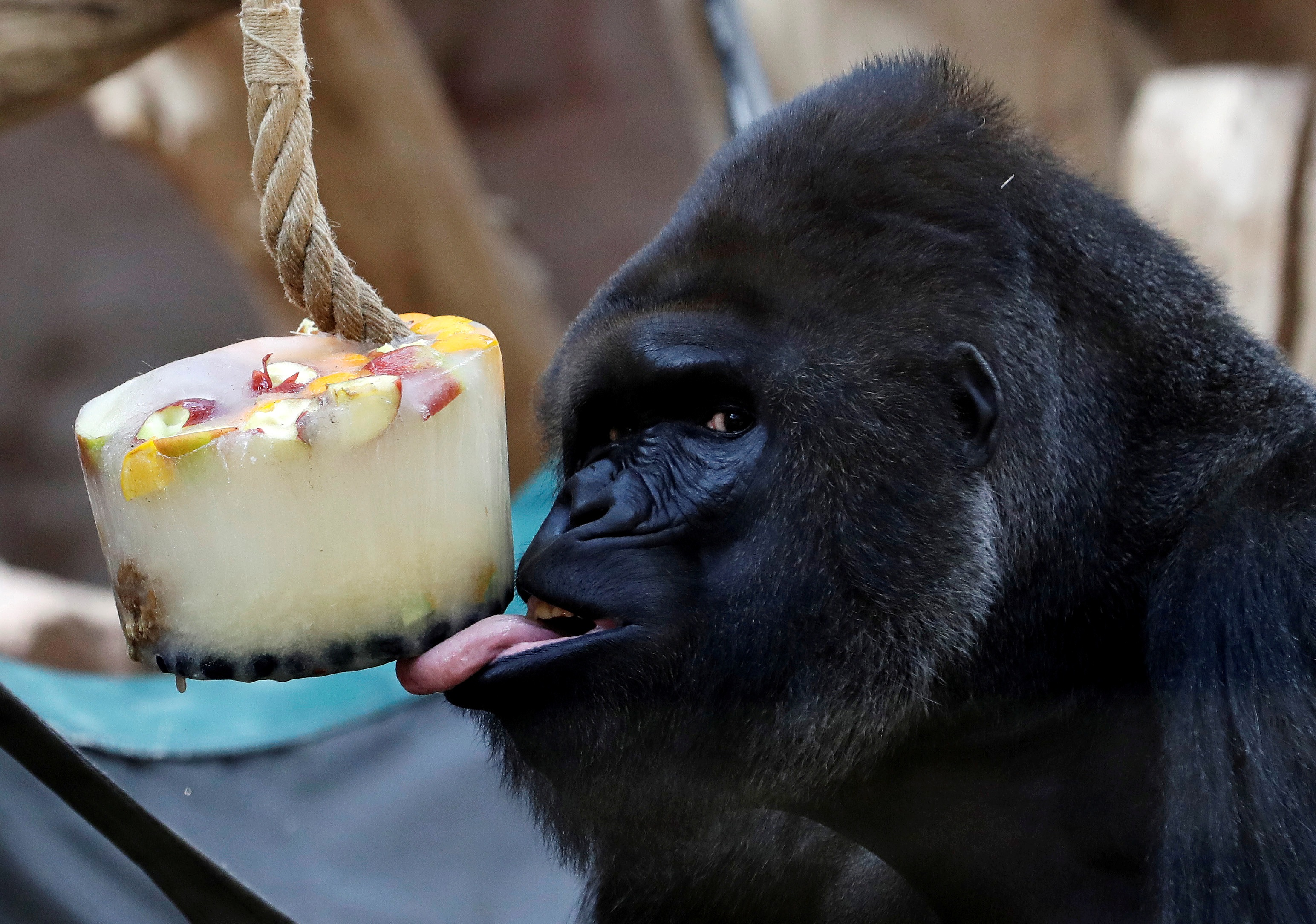 Slide 8 de 33: A western lowland gorilla eats ice cream in its enclosure at Prague Zoo on Aug. 6, 2018.