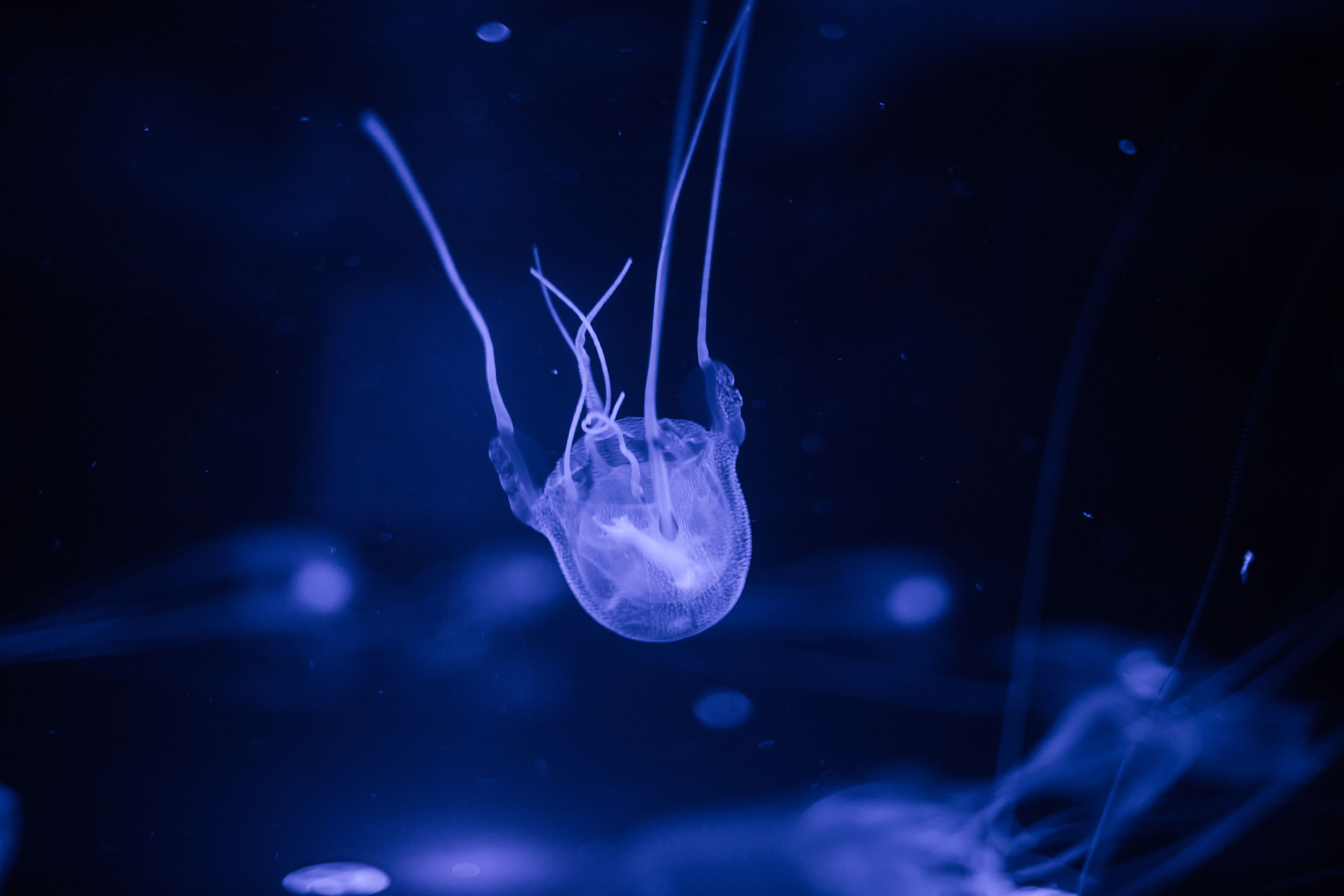 Slajd 9 z 21: Close up of a poisonous box jellyfish in an aquarium under bright blue lights.