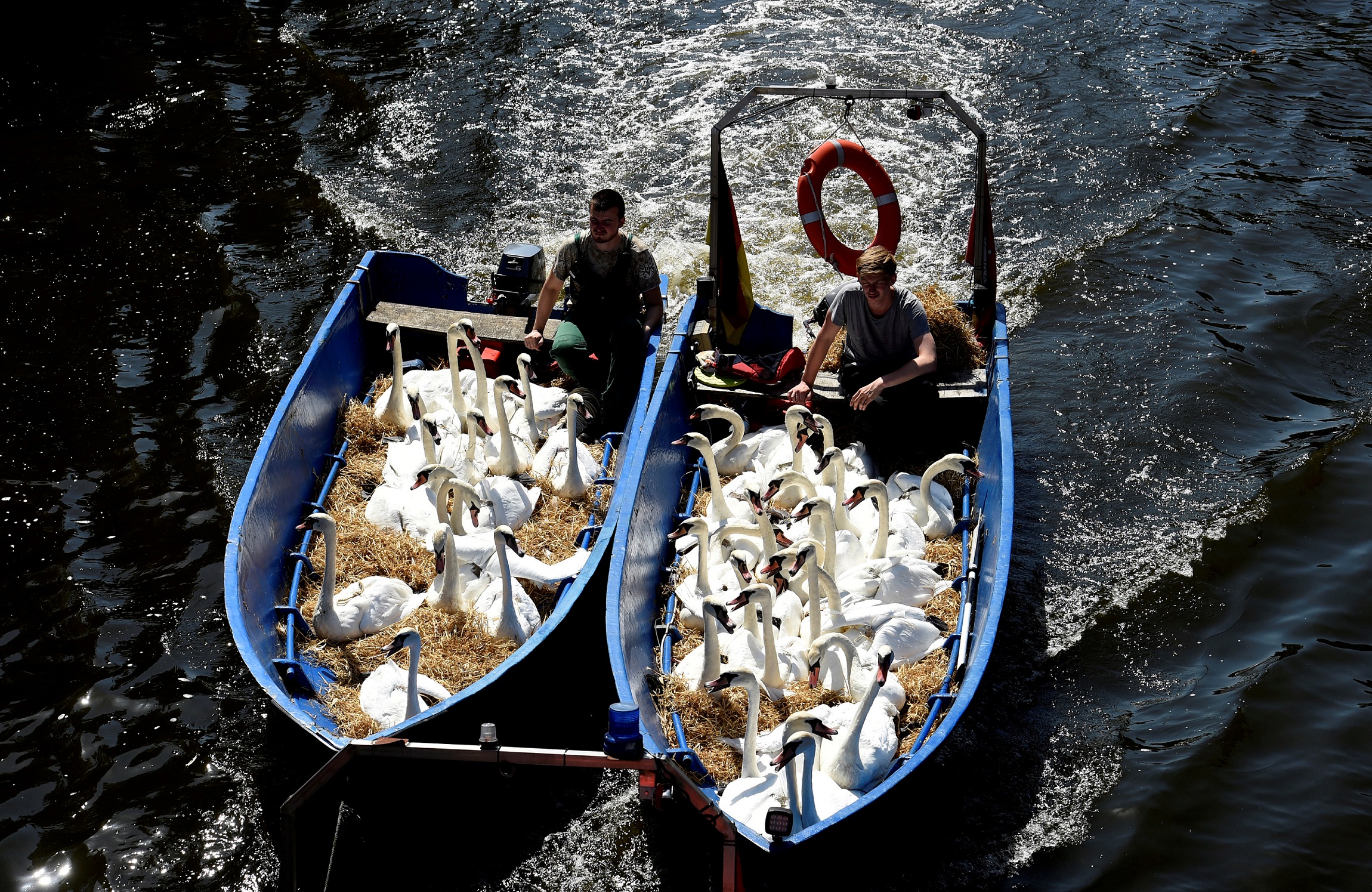 Slide 27 de 33: Swans sit in boats as they were caught at Hamburg's inner city lake Alster Aug. 7, 2018. Due to hot weather the swans are collected from waterways around the northern city of Hamburg, Germany, and taken to quarters where they usually spend the winter.