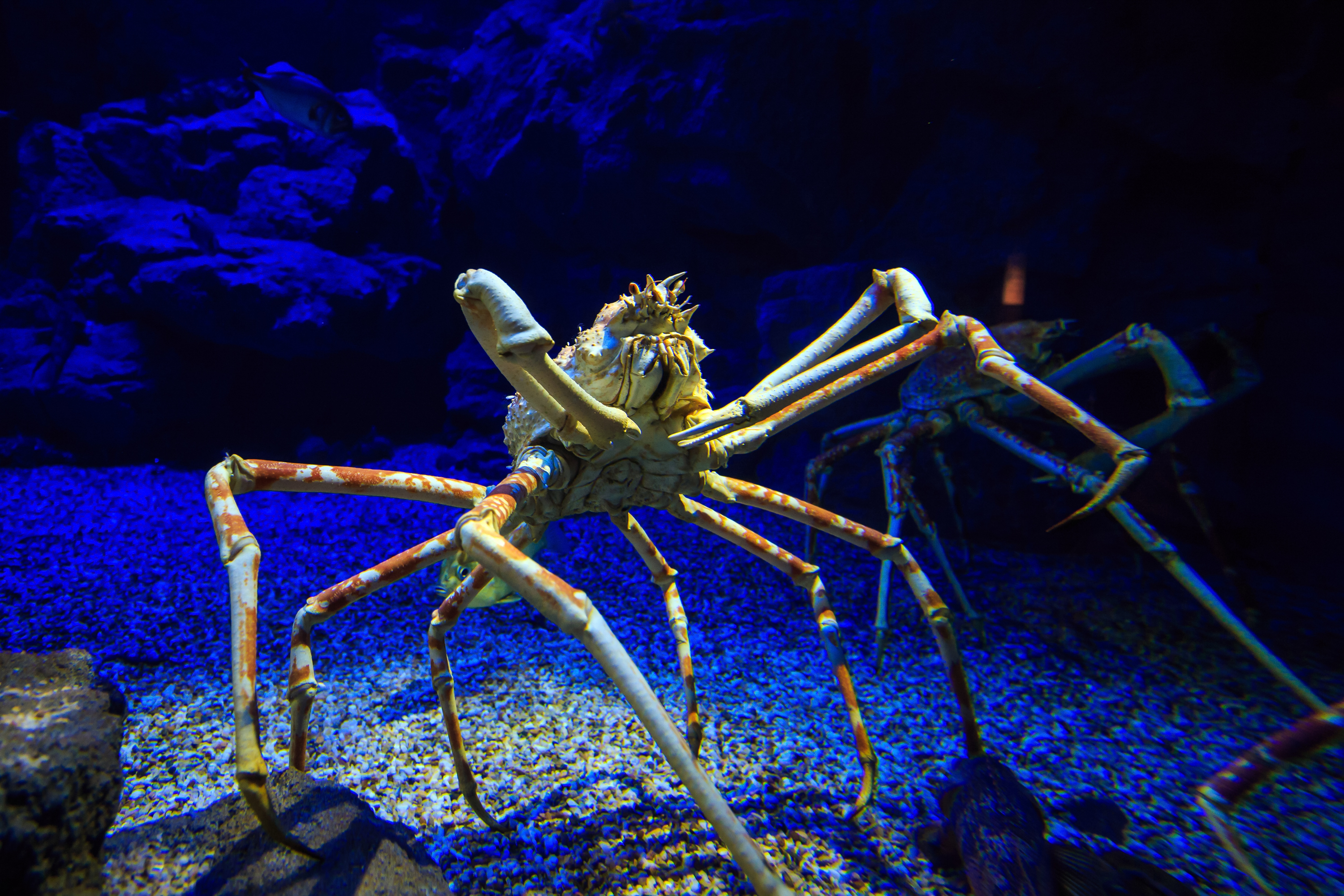 Slajd 5 z 21: Giant Japanese spider crab in aquarium