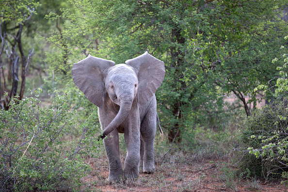 African Baby Elephant (Loxodonta africana). Keer-Keer. South Africa. (Photo by: Godong/UIG via Getty Images)