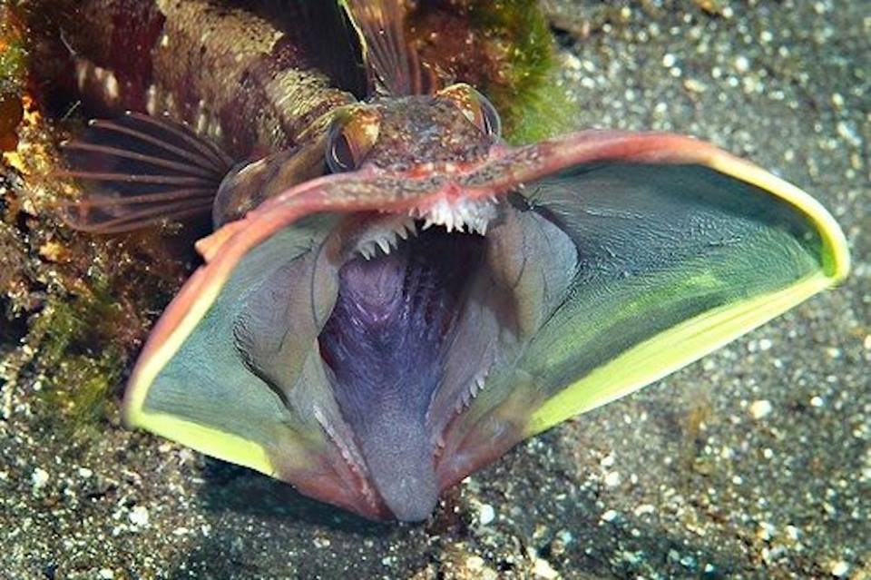 Slajd 13 z 21: Sarcastic fringehead