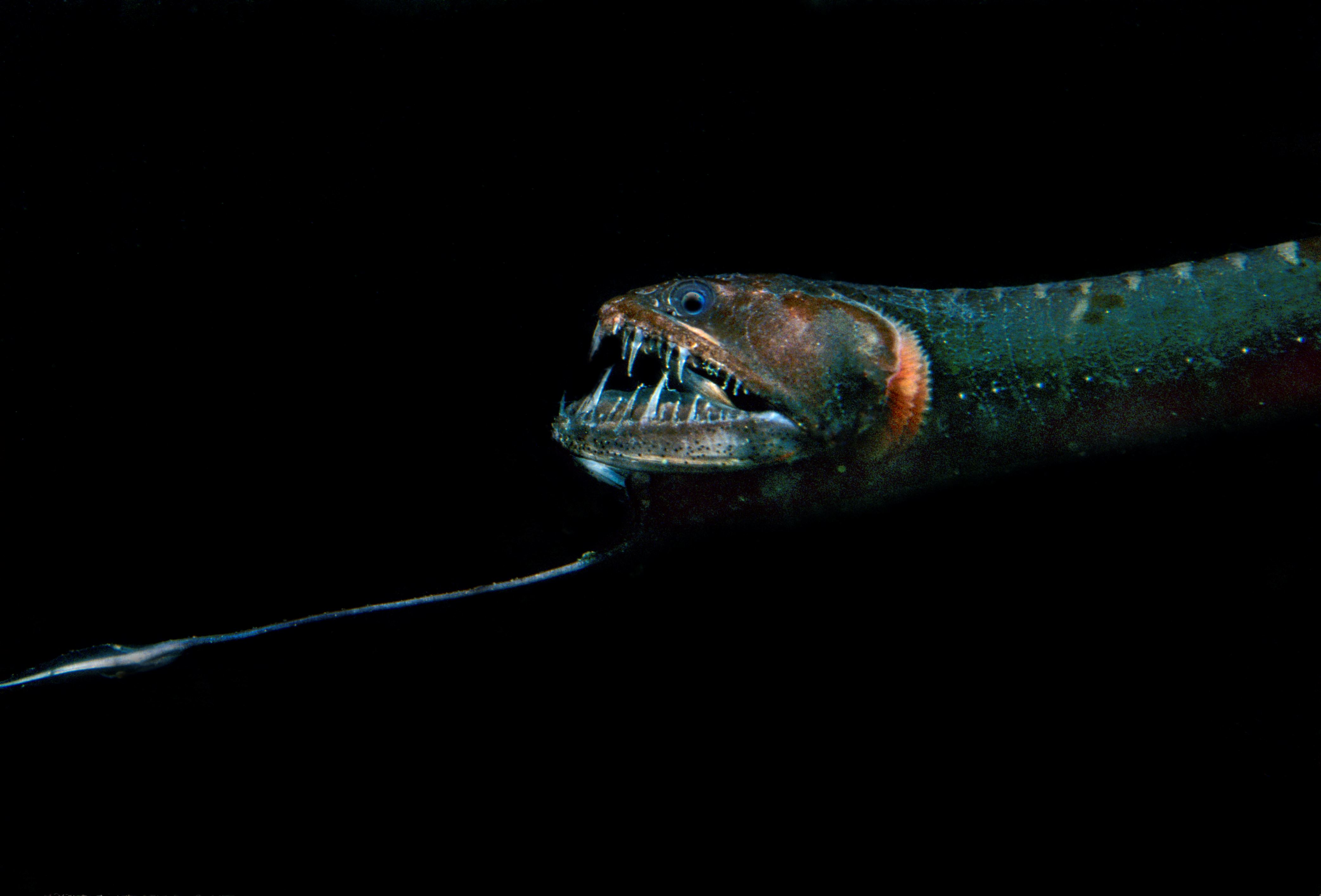 Slajd 2 z 21: Black Dragonfish, Class Actinopterygii, Order Salmoniformes, Family Melanostomiidae, Deep sea eastern Pacific Ocean.