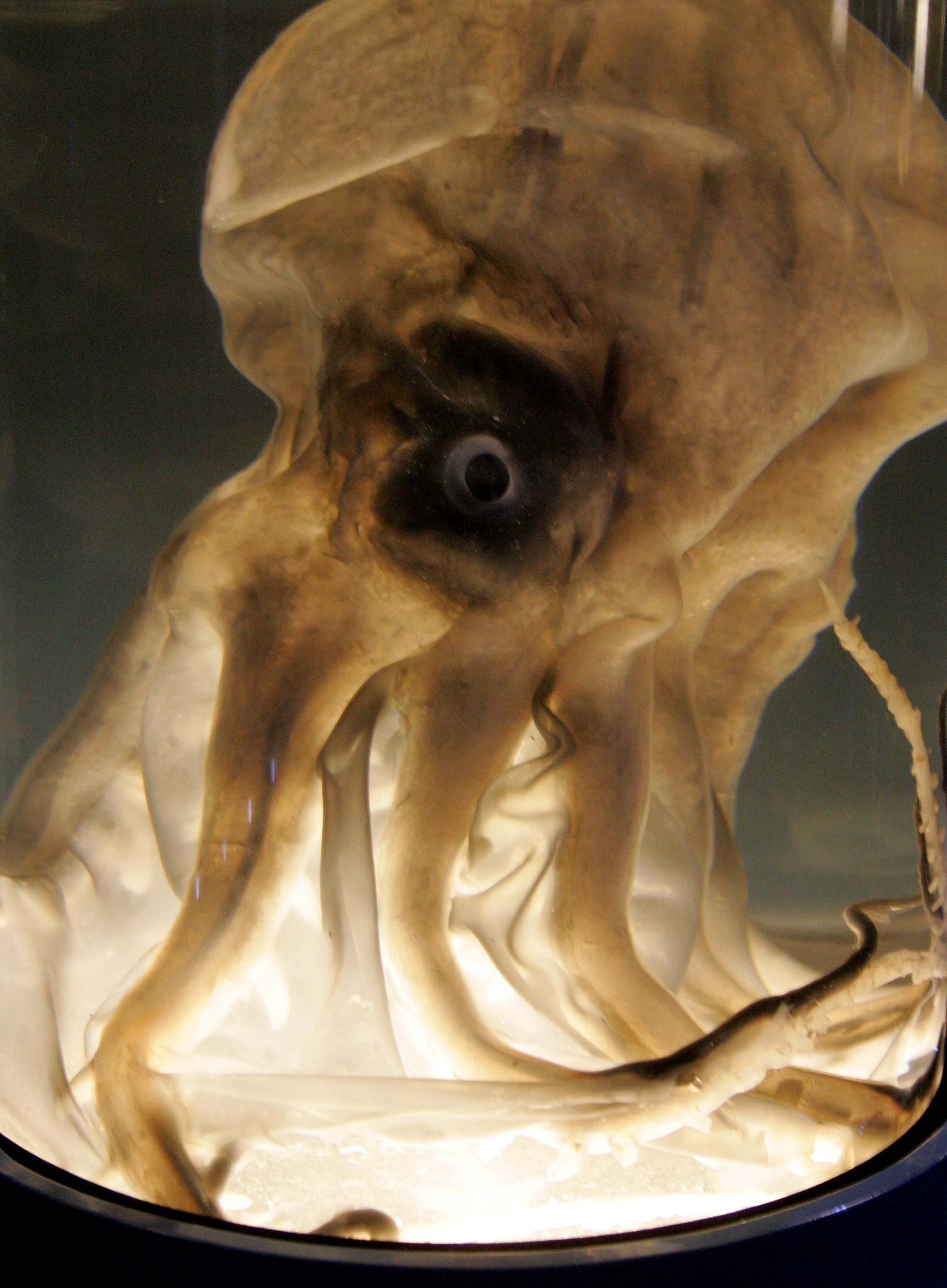 Slajd 19 z 21: Aliens Exhibition The Scinence Museum. Creatures Of The Deep.a Vampire Squid.