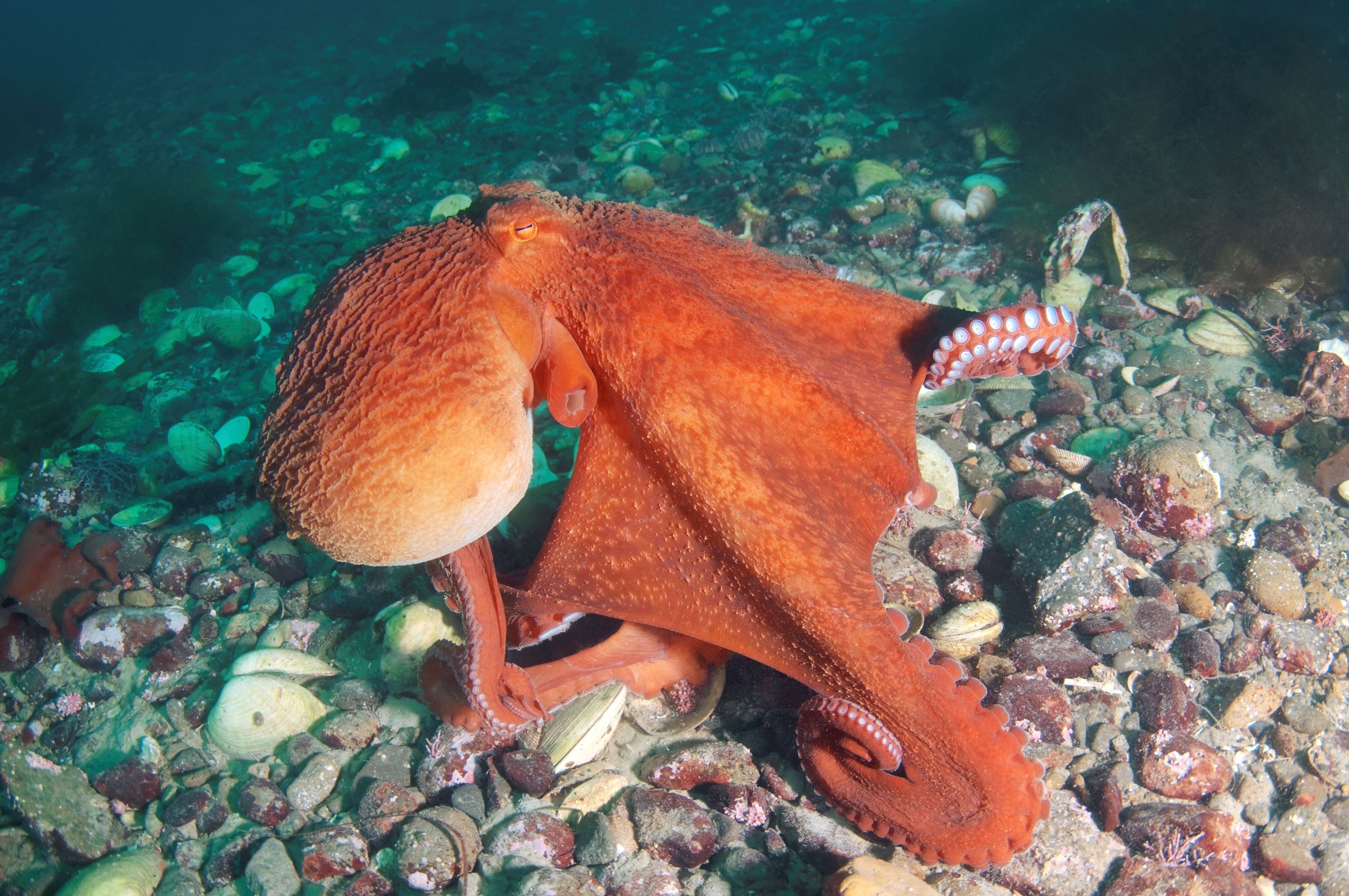 Slajd 16 z 21: Giant Pacific octopus or North Pacific giant octopus -Enteroctopus dofleini-, Japan Sea, Primorsky Krai, Russian Federation