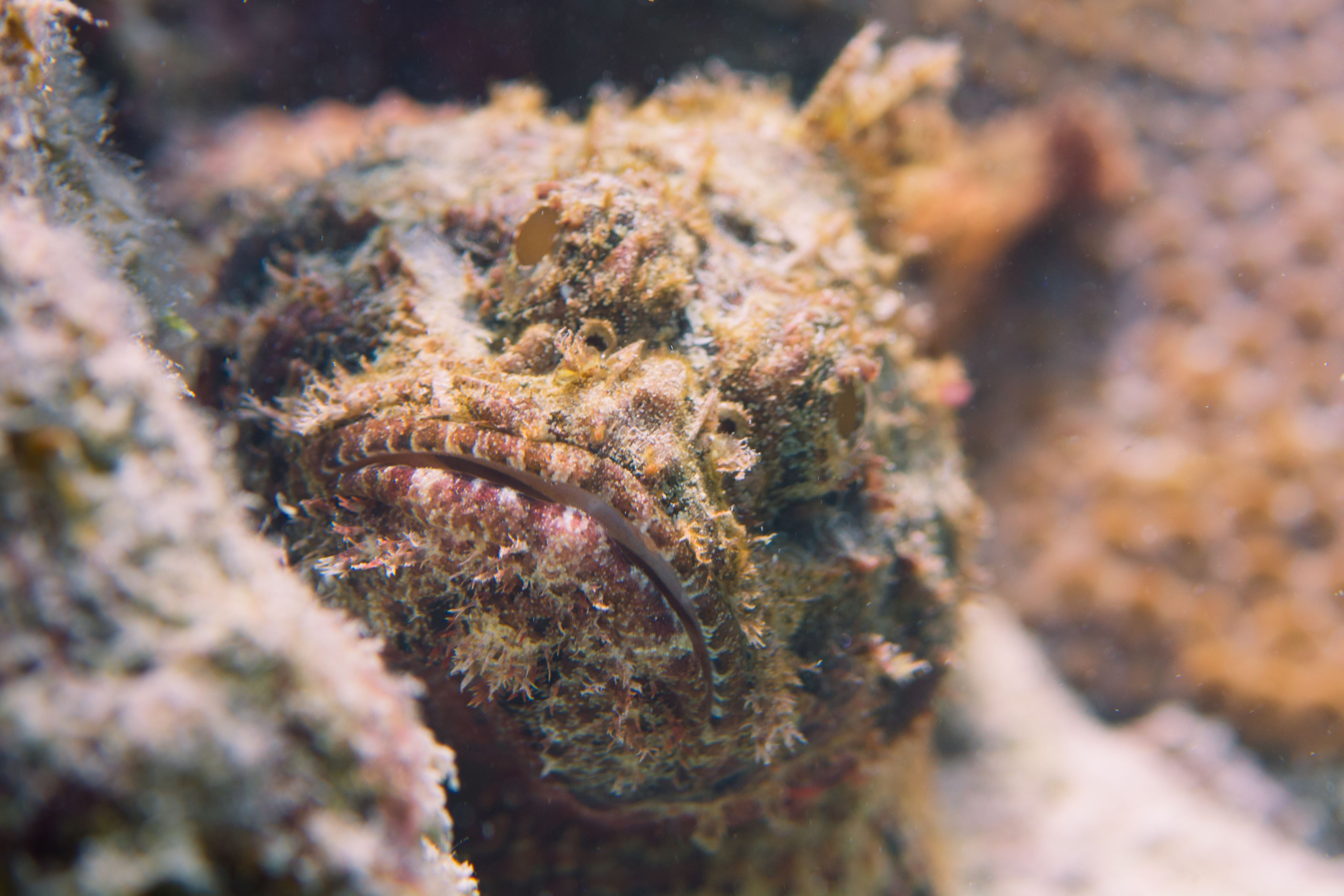 Slajd 10 z 21: Stonefish at the Montanita dive site on the barrier reef around San Andres, Colombia. Waiting to ambush passing prey by suction feeding.