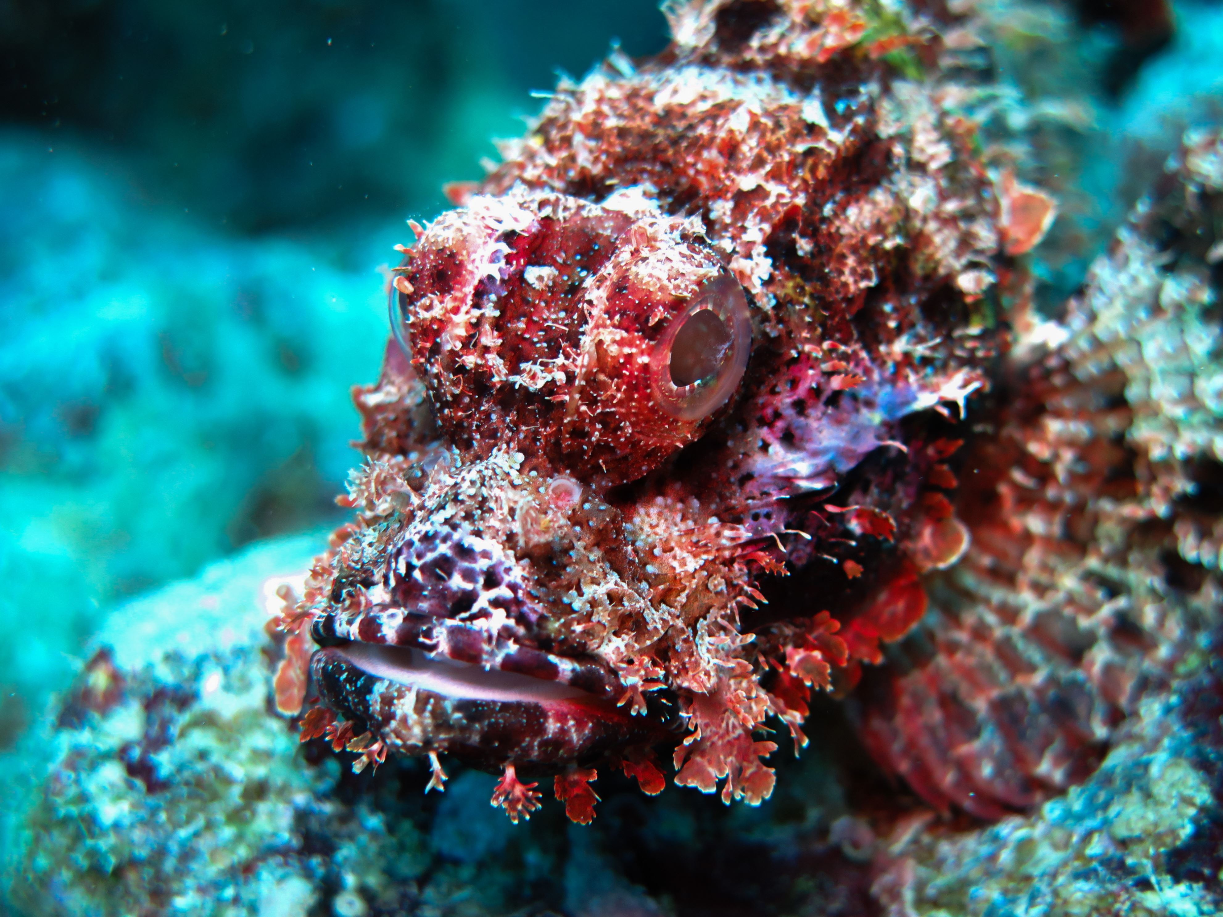 Slajd 7 z 21: a close up shot of a bearded scorpionfish on a reef in the Red Sea of Egypt