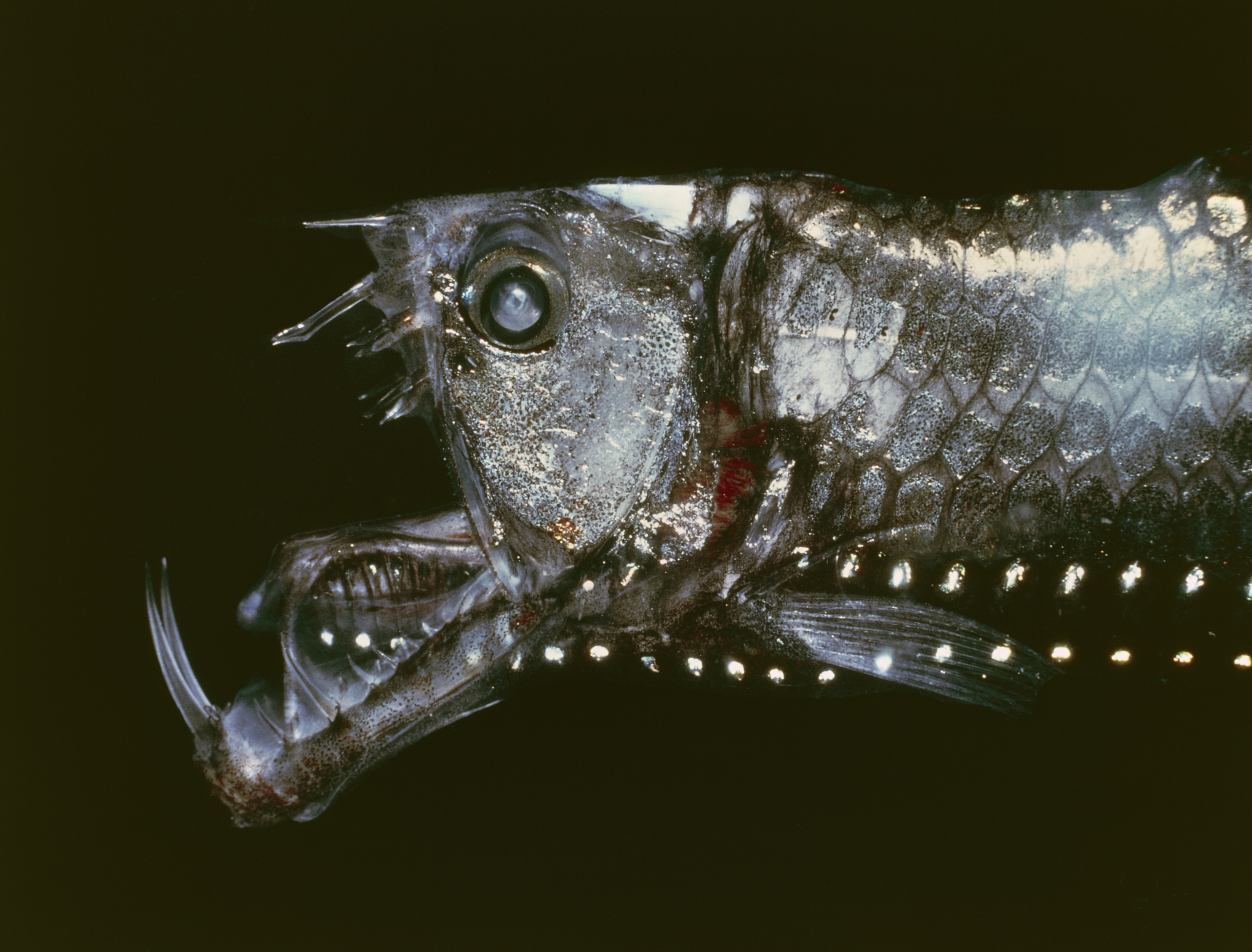 Slajd 8 z 21: Manylight Viperfish or Sloane's viperfish (Chauliodus sloani), Stomiidae.