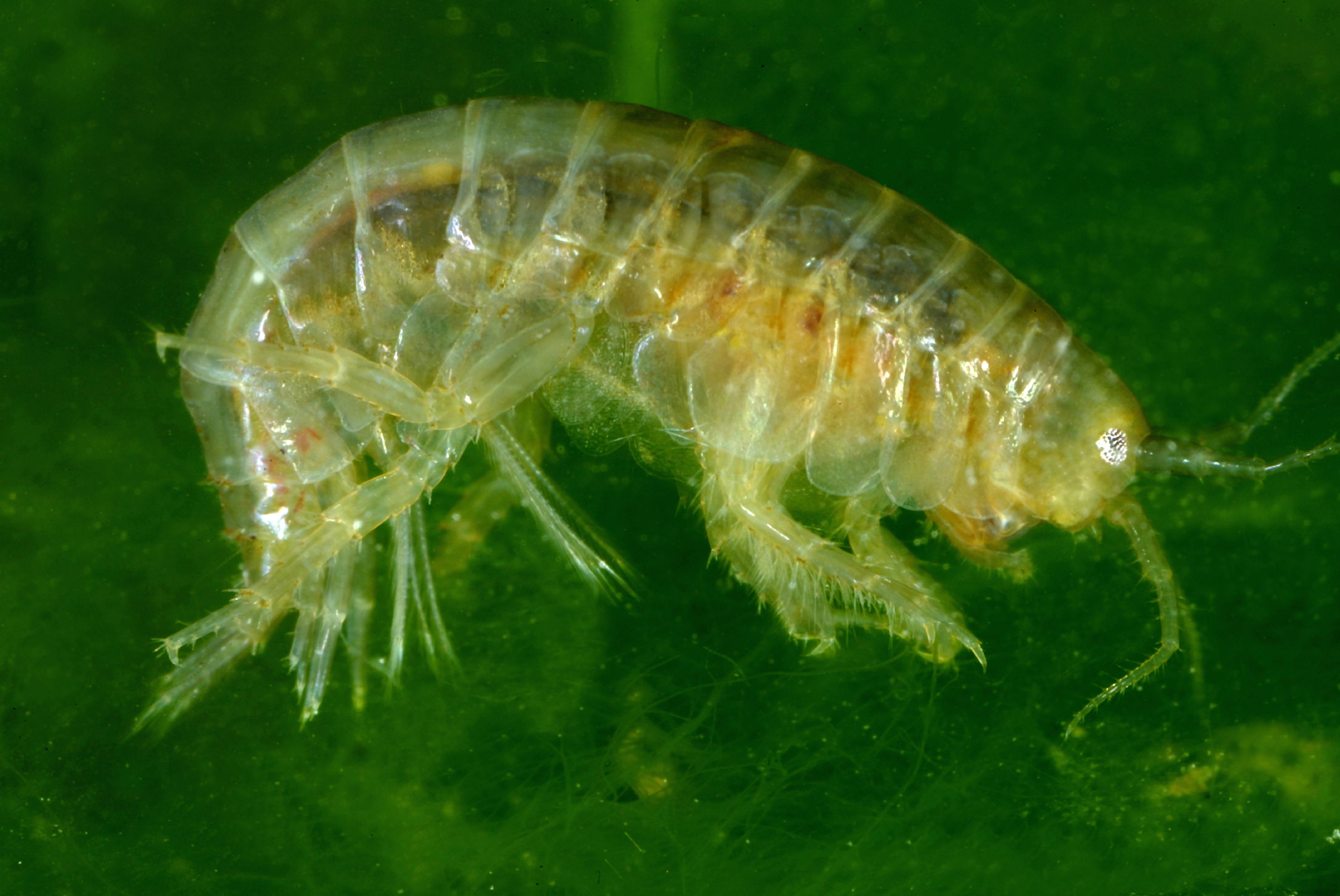 Slajd 18 z 21: Image of a freshwater Scud or Amphipod photographed in Utah.