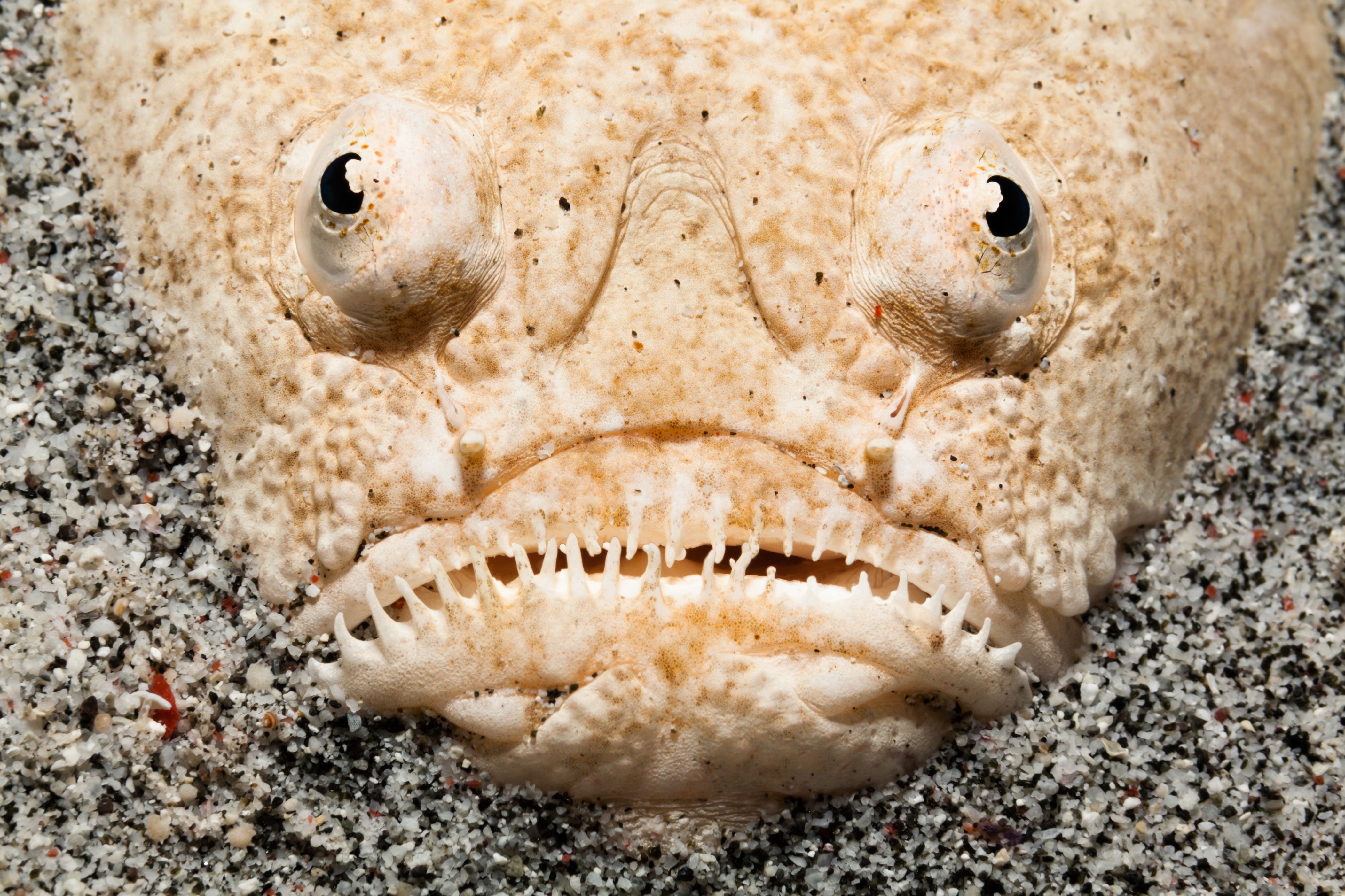 Slajd 17 z 21: Whitemargin Stargazer Uranoscopus sulphureus inhabits reef flats and coastal bottoms but is rarely seen because it lies buried in sand or mud most of the time, with only the eyes showing.