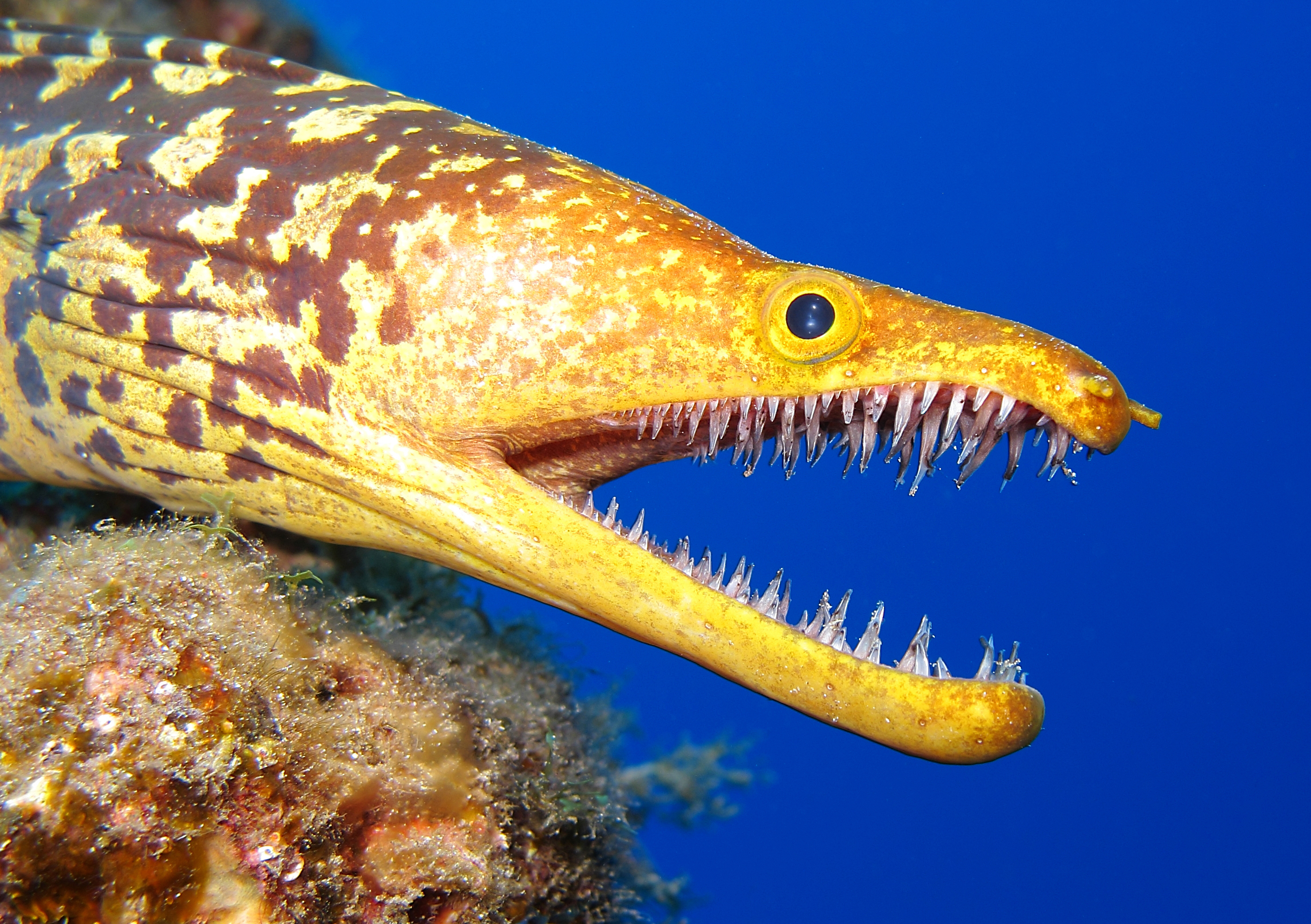 Slajd 3 z 21: Fangtooth Moray or Tiger Moray, Enchelycore anatina, in Tenerife, Spain.