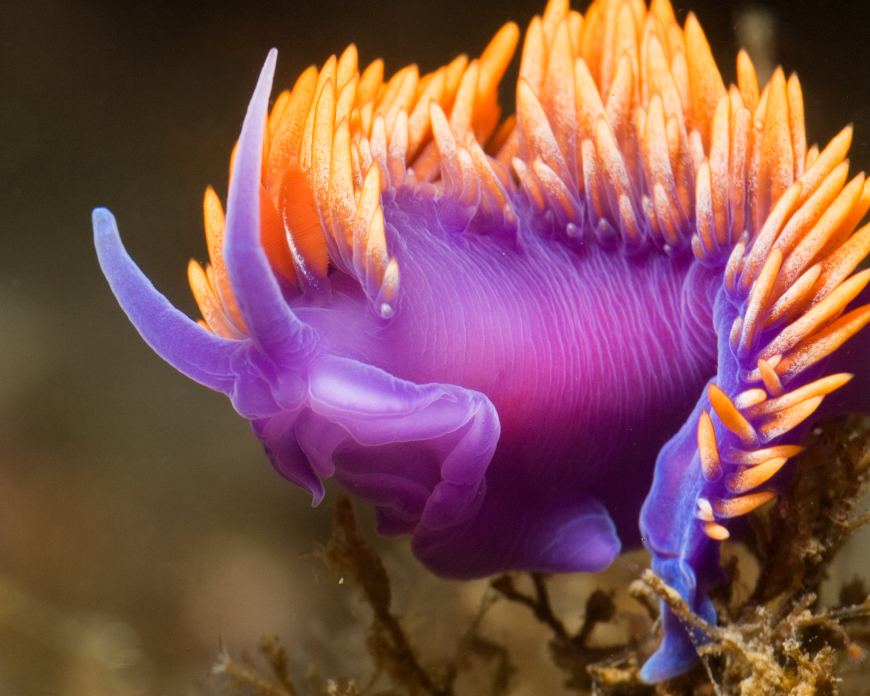Slajd 15 z 21: This Spanish Shawl (Flabellina iodinea) looks like a little old man (at least to me).