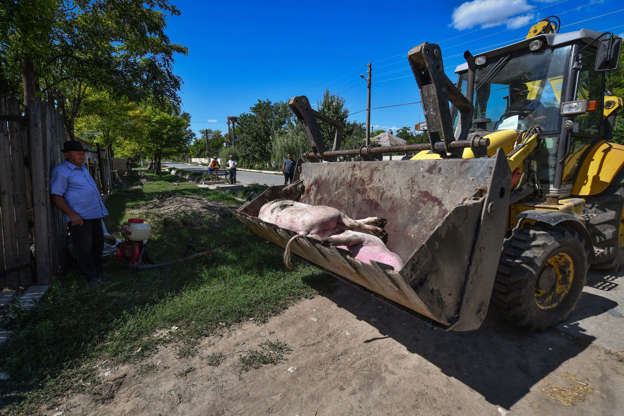An excavator transports dead pigs after they were culled on August 9, 2018 in the outskirts of Lanurile village, southern Romania. - An African Swine Fever epidemic has broken out inn southeastern and northwestern regions of Romania. The National Sanitary Veterinary and Food Safety Authority (ANSVSA) announced a survey of the African swine fever epidemic, announcing that there are 547 outbreaks in 98 localities. The number of slaughtered animals is estimated at 50,000. (Photo by Daniel MIHAILESCU / AFP)        (Photo credit should read DANIEL MIHAILESCU/AFP/Getty Images)
