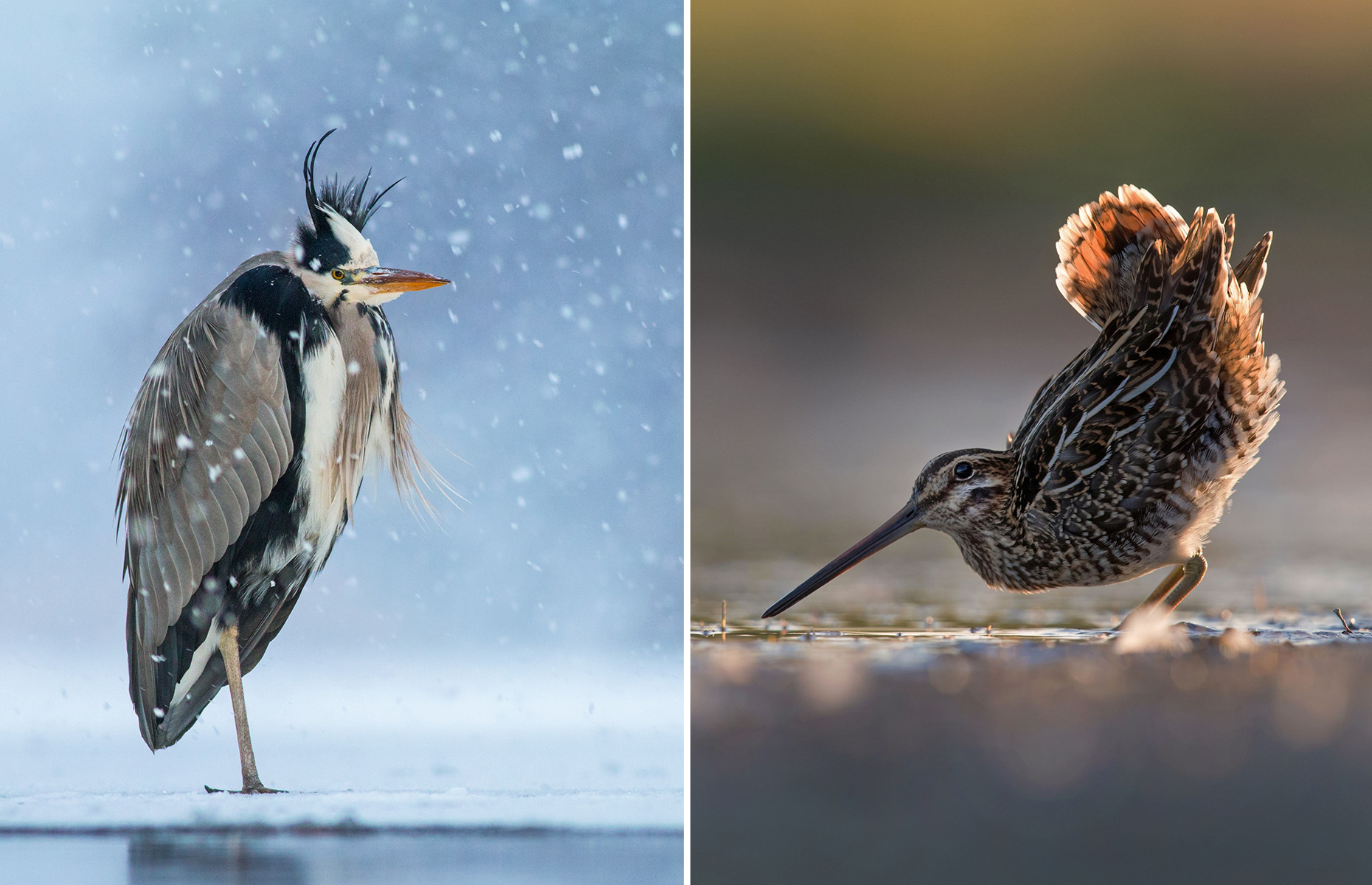 Hidden In Plane Sight Bird Disguised As Bomber Plane