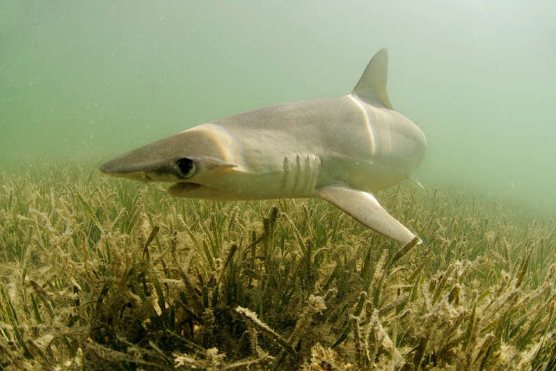 NOT JUST A MEAT EATER Scientists say the bonnethead is the first shark known to eat plants.