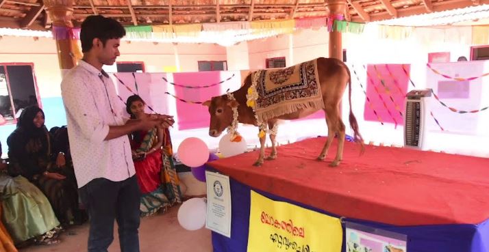 Meet world’s shortest cow, measuring only 61.1 cm