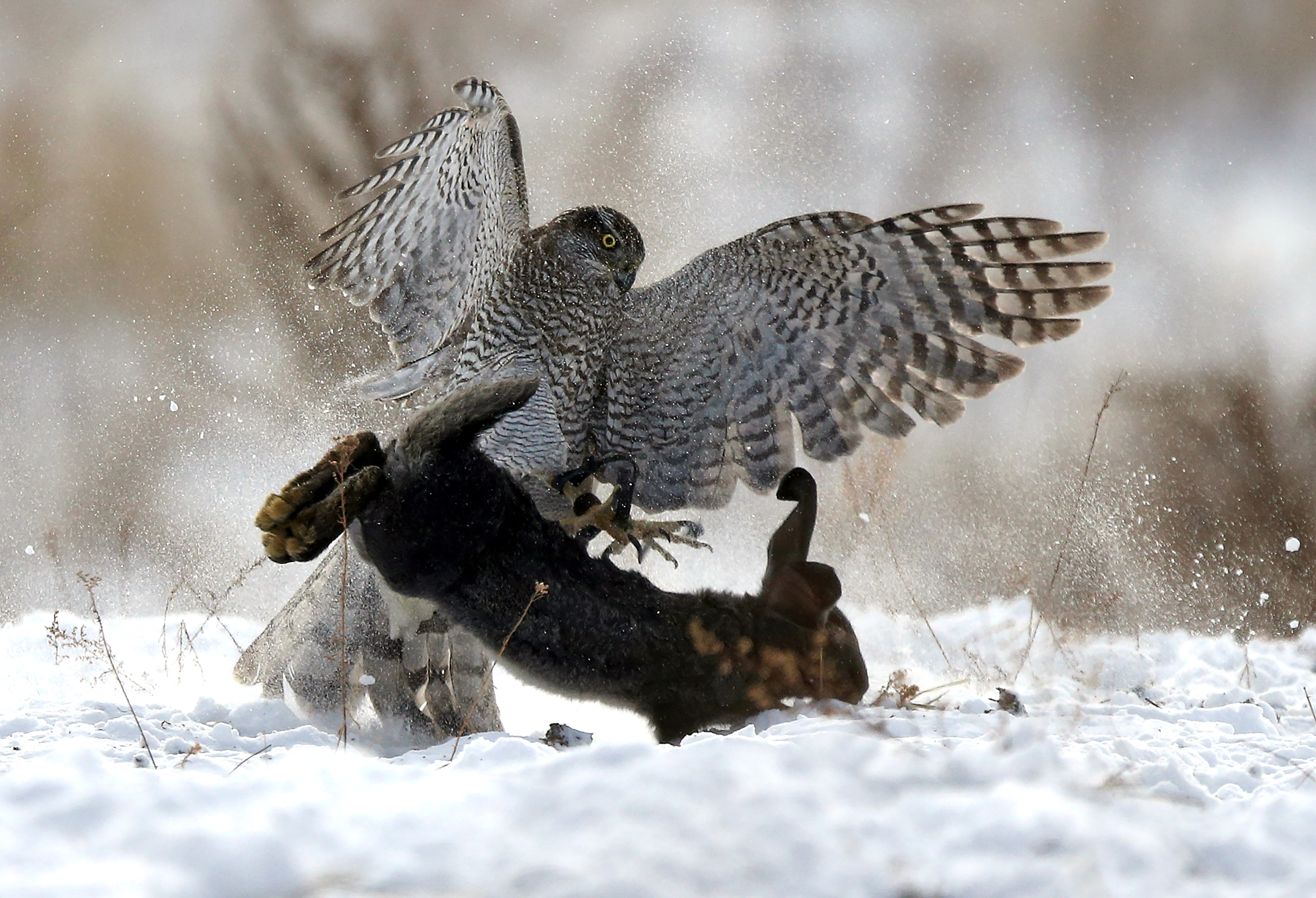 Slide 12 of 36: A tamed hawk attacks a rabbit during a traditional hunting contest in Almaty, Kazakhstan December 2, 2018.