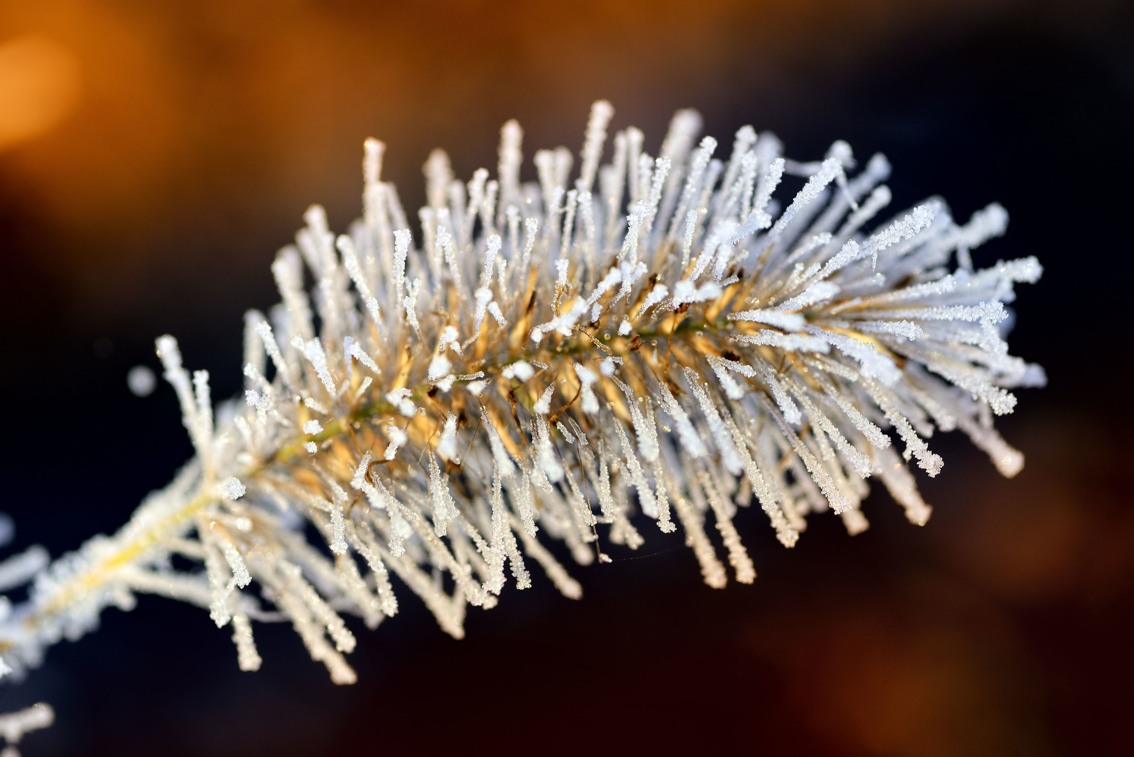 Das Msn Winter Quiz