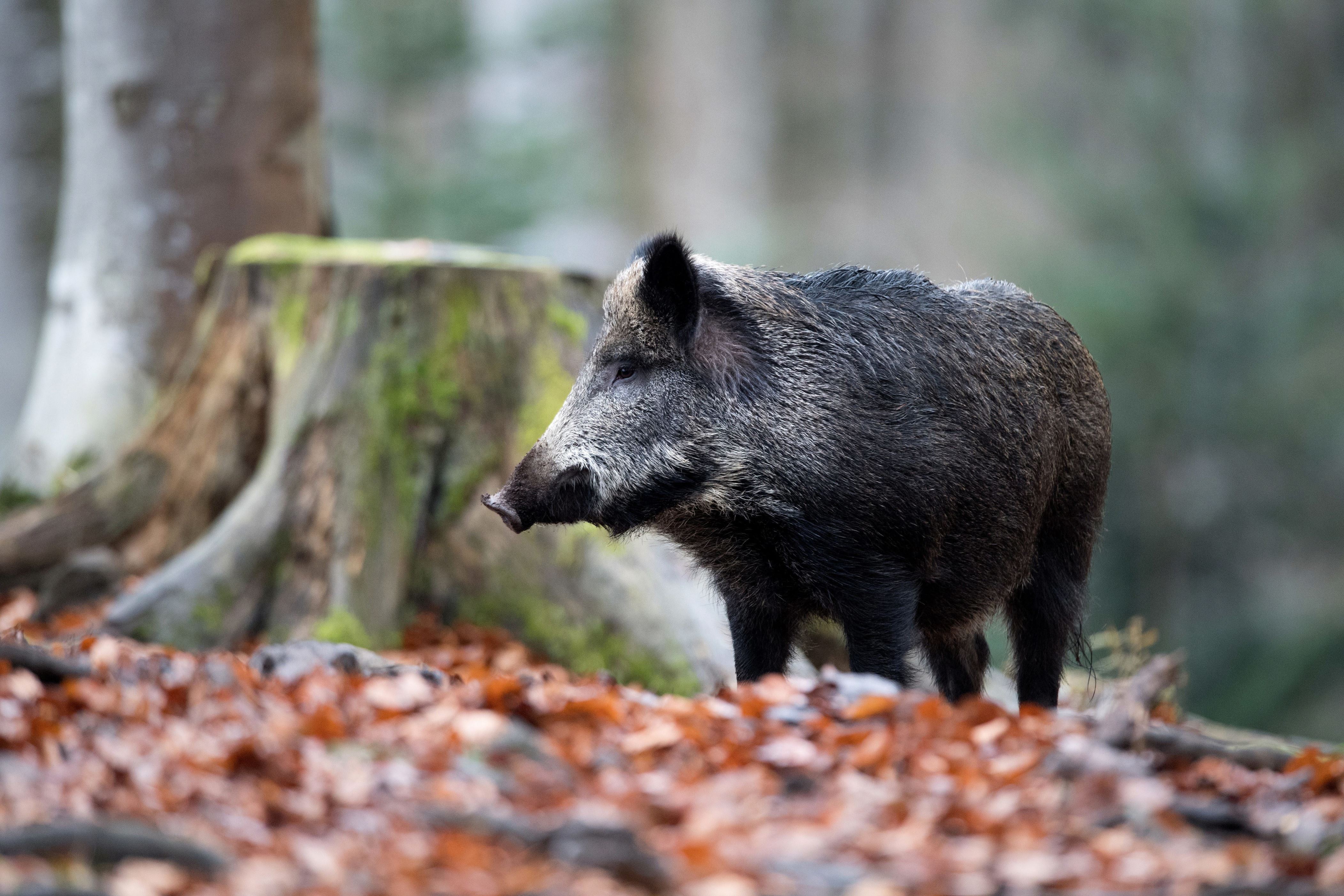 Afrikanische Schweinepest Der Eiserne Vorhang