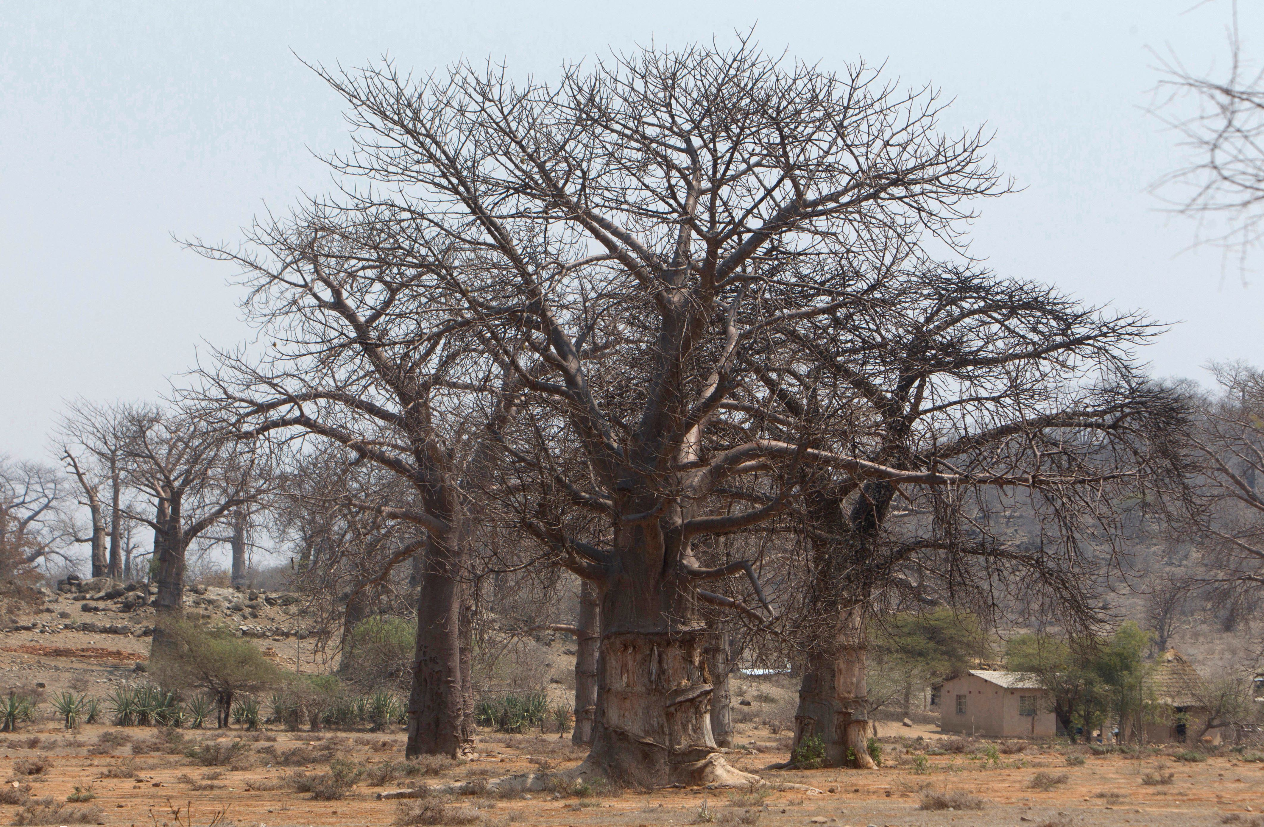 Slide 1 of 25: In this photo taken Wednesday, Sept. 20, 2017, baobab trees grow alongside one another in a field in Chimanimani, Zimbabwe. Africa's ancient baobab, with it's distinctive swollen trunk and known as the "tree of life," is under a new mysterious threat, with some of the largest and oldest dying abruptly in recent years. (AP Photo/Tsvangirayi Mukwazhi)