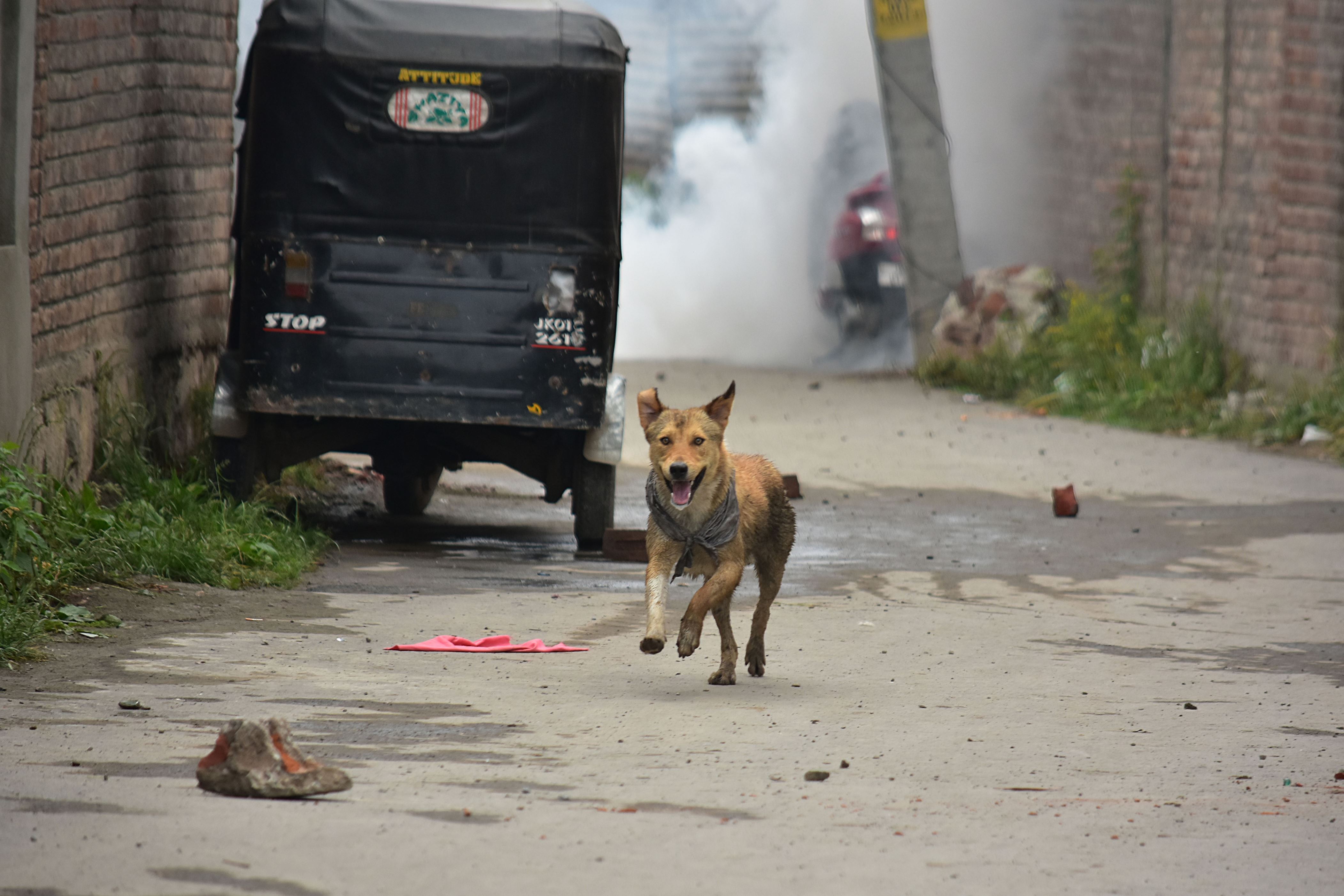 Dog owner shoots man dead for throwing stone at his pet