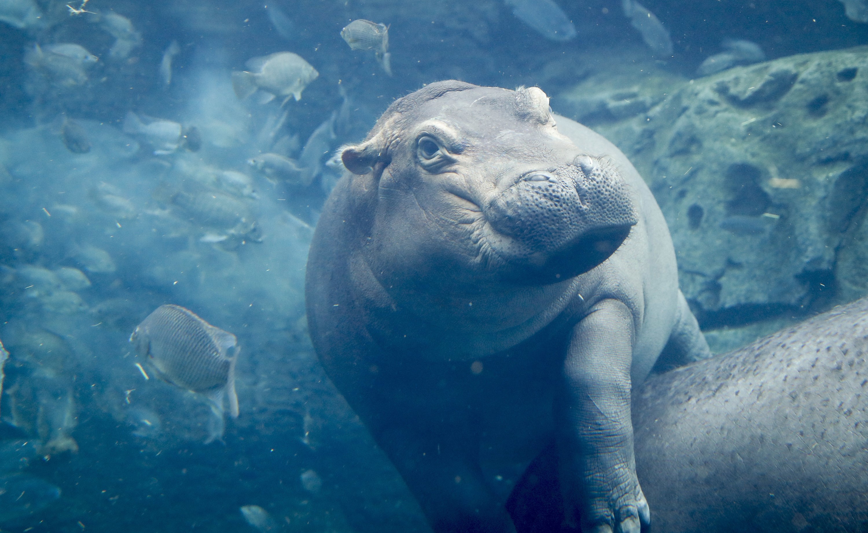 Fiona the Hippo Sparks New Brand of Cincinnati Tourist - Best Travel Tale