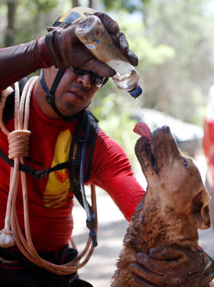 Slide 2 de 95: A member of a rescue team, refreshes his dog with water after a tailings dam owned by Brazilian mining company Vale SA collapsed, in Brumadinho, Brazil January 30, 2019.  REUTERS/Adriano Machado