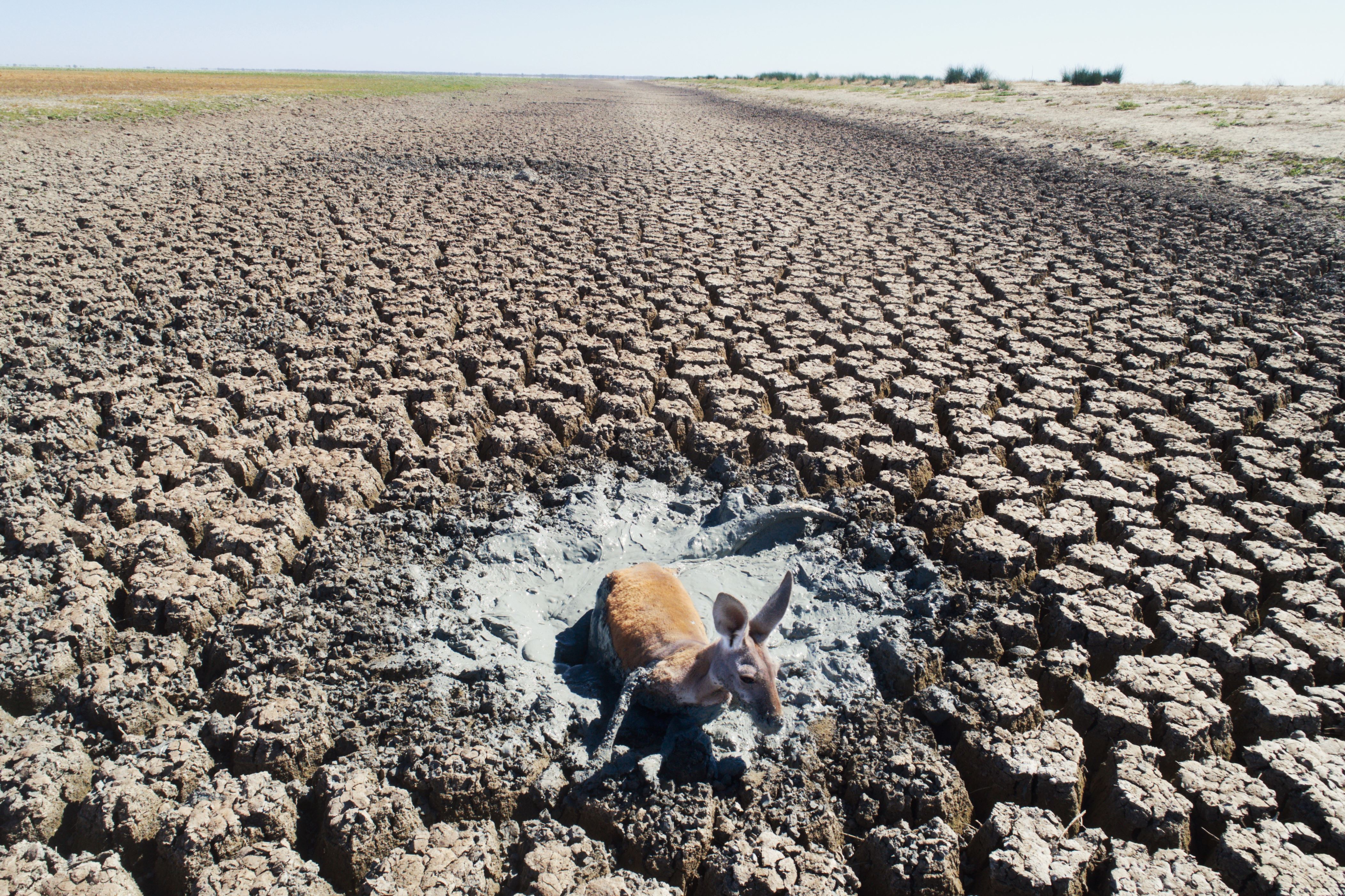 A kangaroo gets stuck while trying to escape from a dry lake bed in Australia