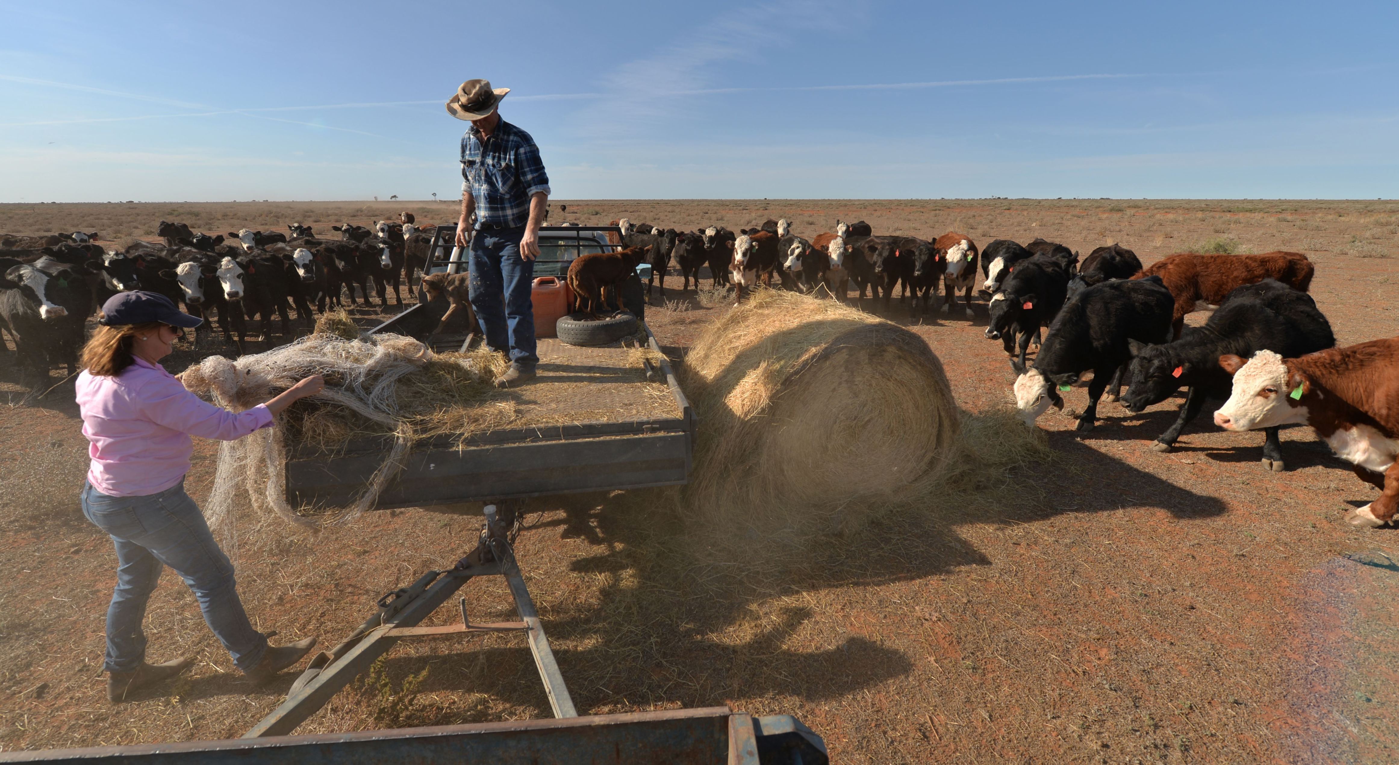 Farmers Matt and Sandra Ireson feed their cattle due to lack of vegetation caused by a severe and prolonged drought