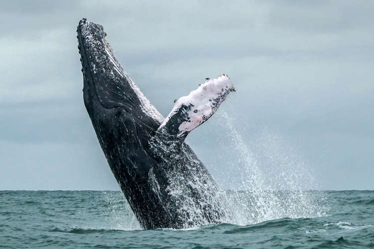 海の 優しい巨人 クジラをめぐる12のトリビア